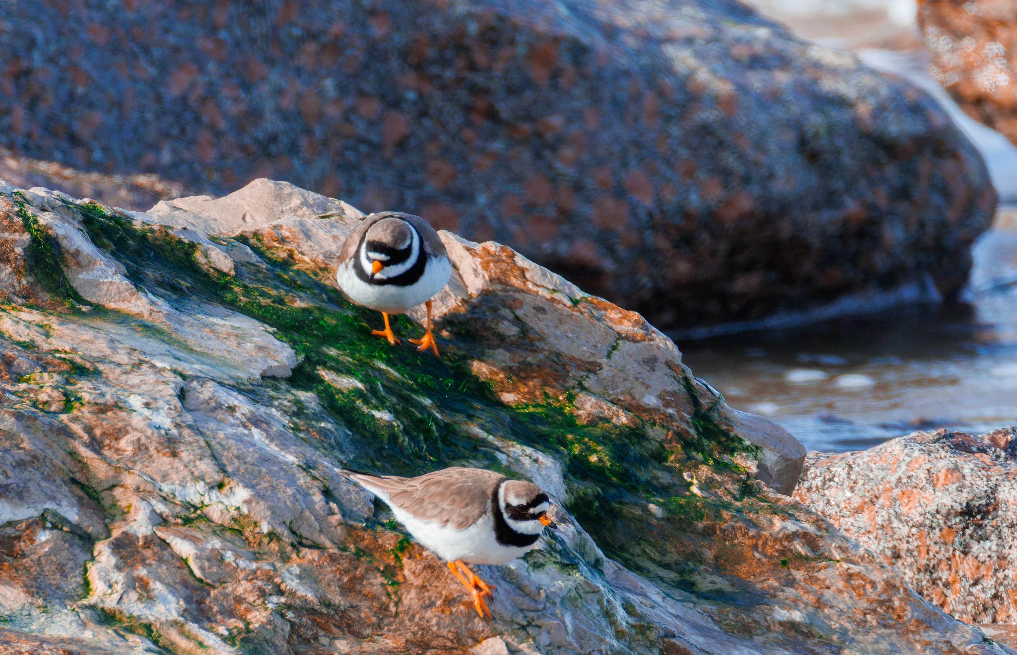Common Ringed Plover, Fleetwood, UK — photo by Orlando Prugel-Bennett