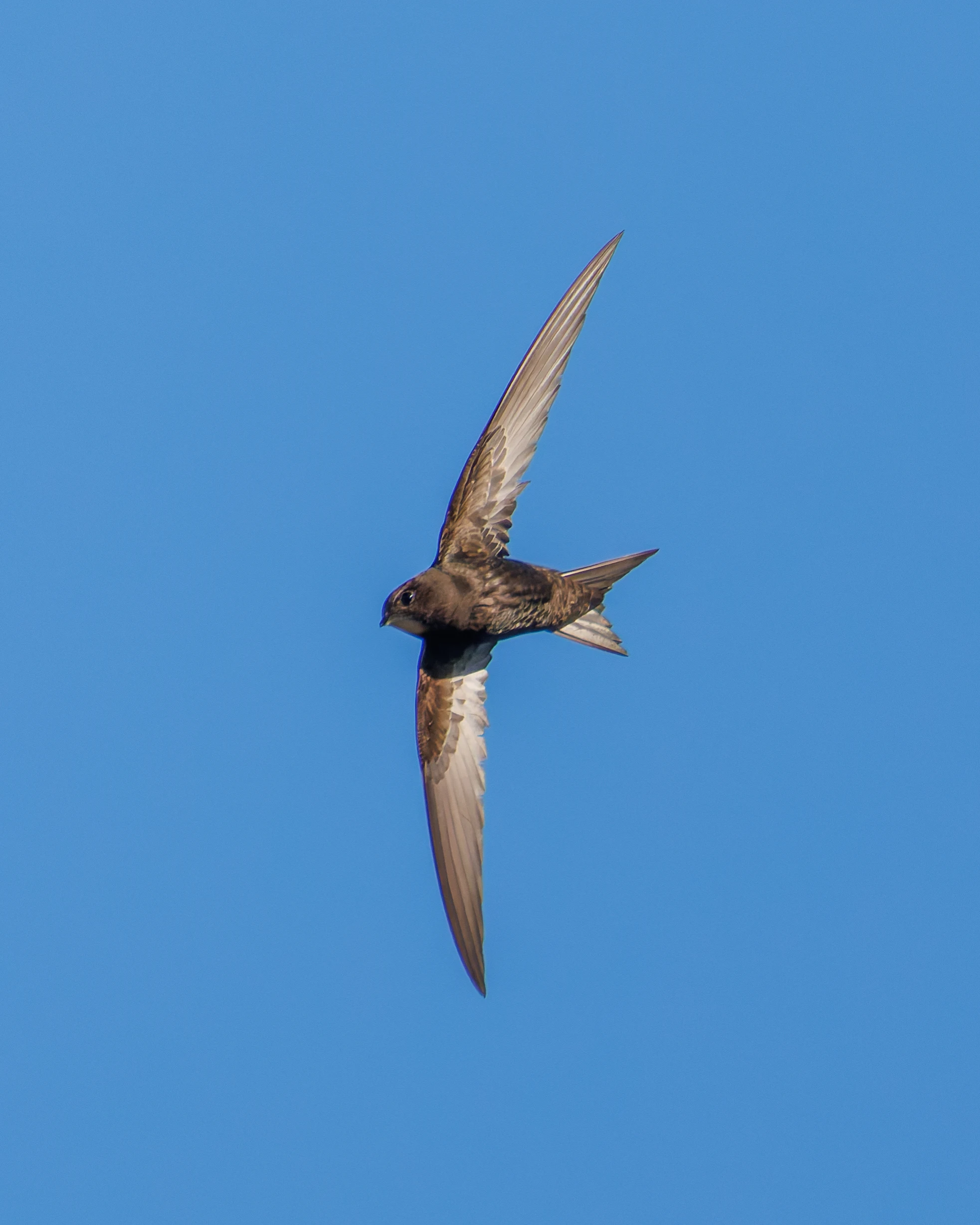 Common Swift, Romsey Abbey, Romsey, Hampshire, UK — photo by Orlando Prugel-Bennett