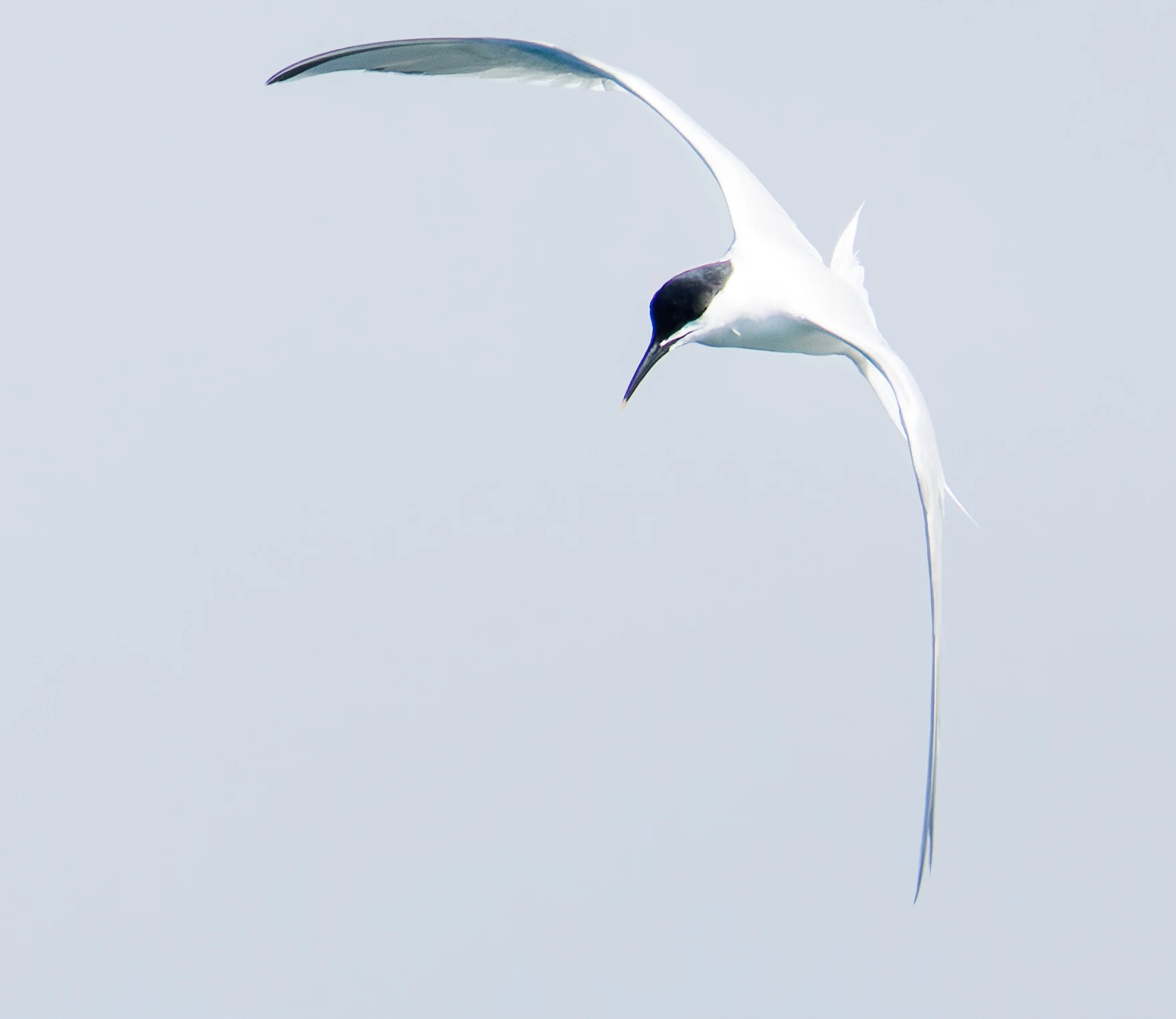 Sandwich Tern, Farne Islands, Seahouses, Northumberland, UK — photo by Orlando Prugel-Bennett