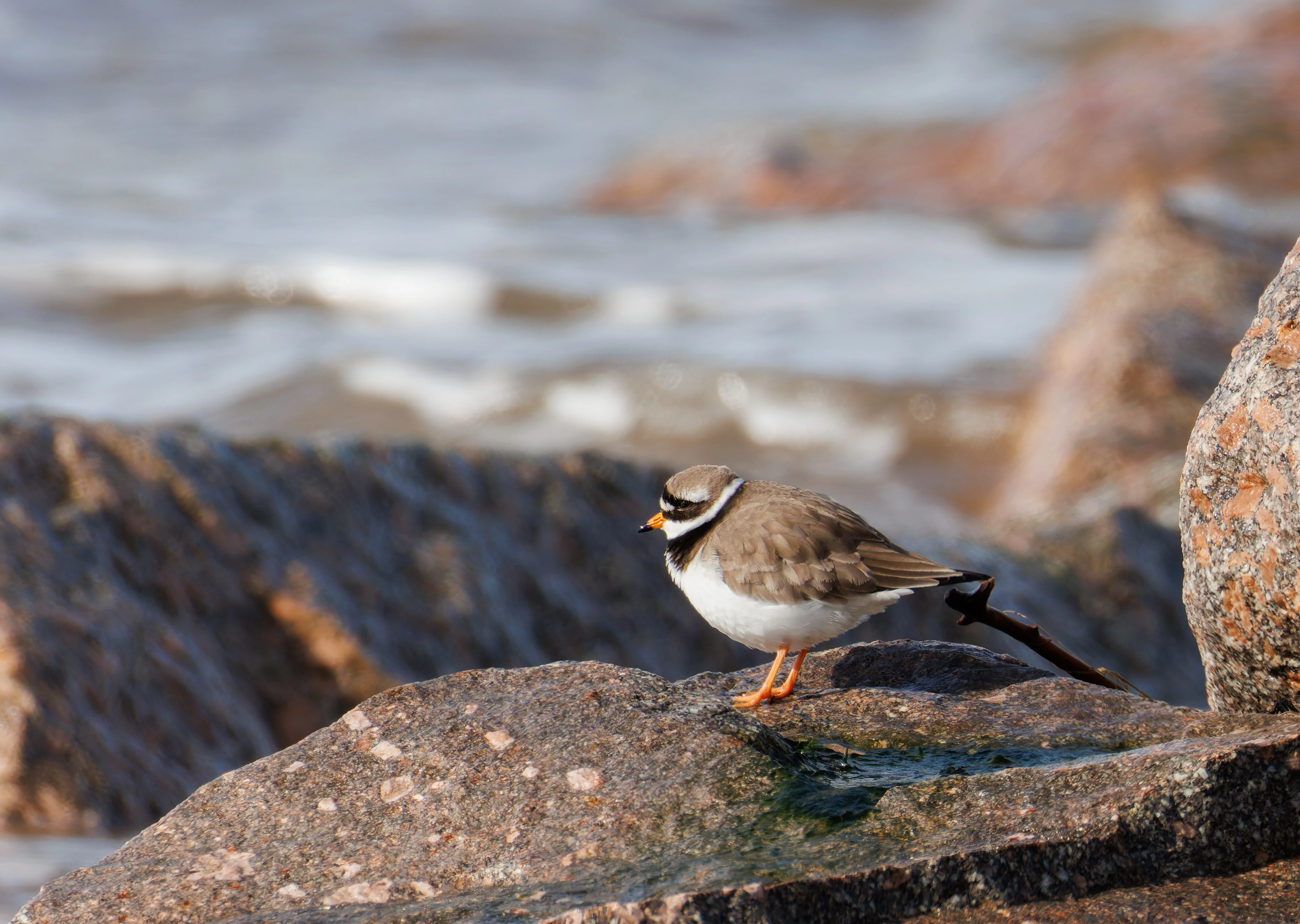 Common Ringed Plover, Fleetwood, UK — photo by Orlando Prugel-Bennett