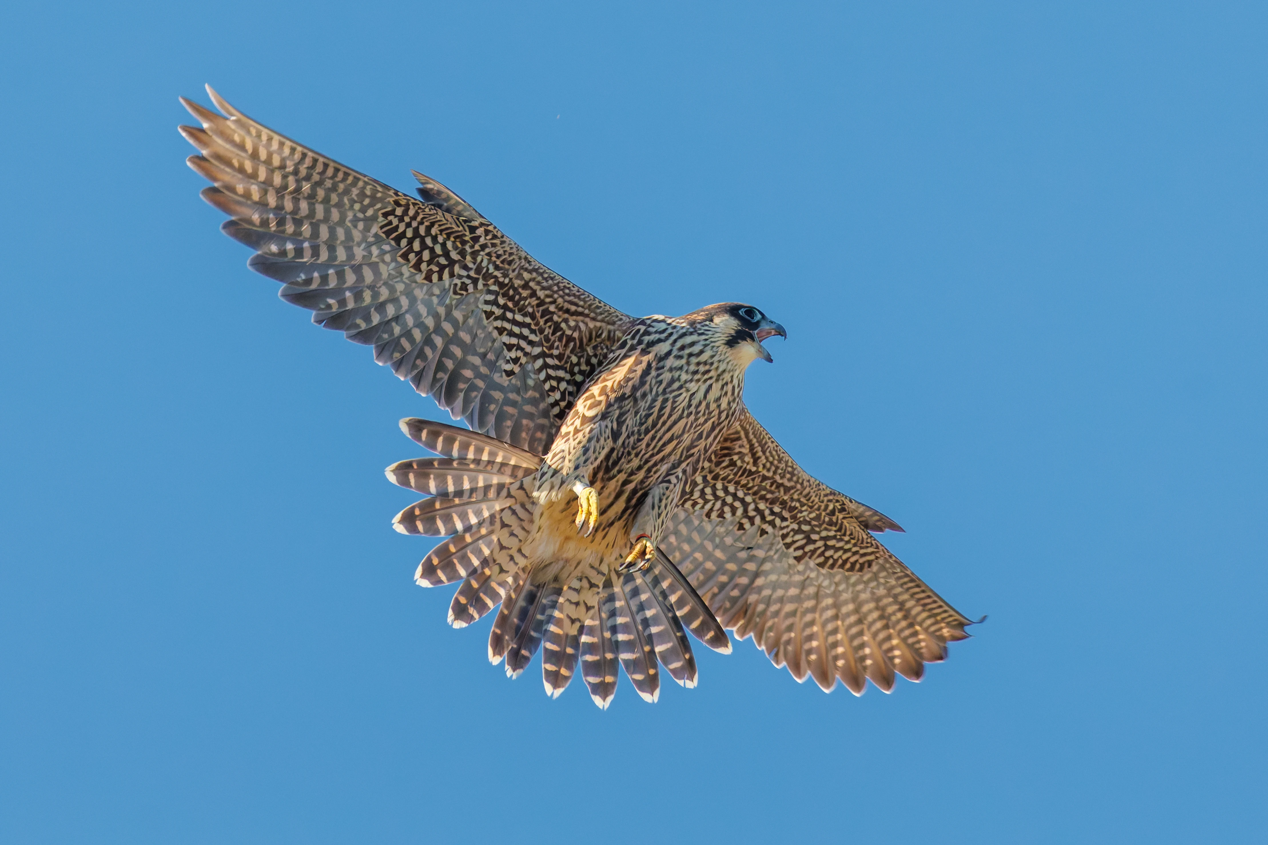 Peregrine Falcon, Romsey Abbey, Romsey, Hampshire, UK — photo by Orlando Prugel-Bennett