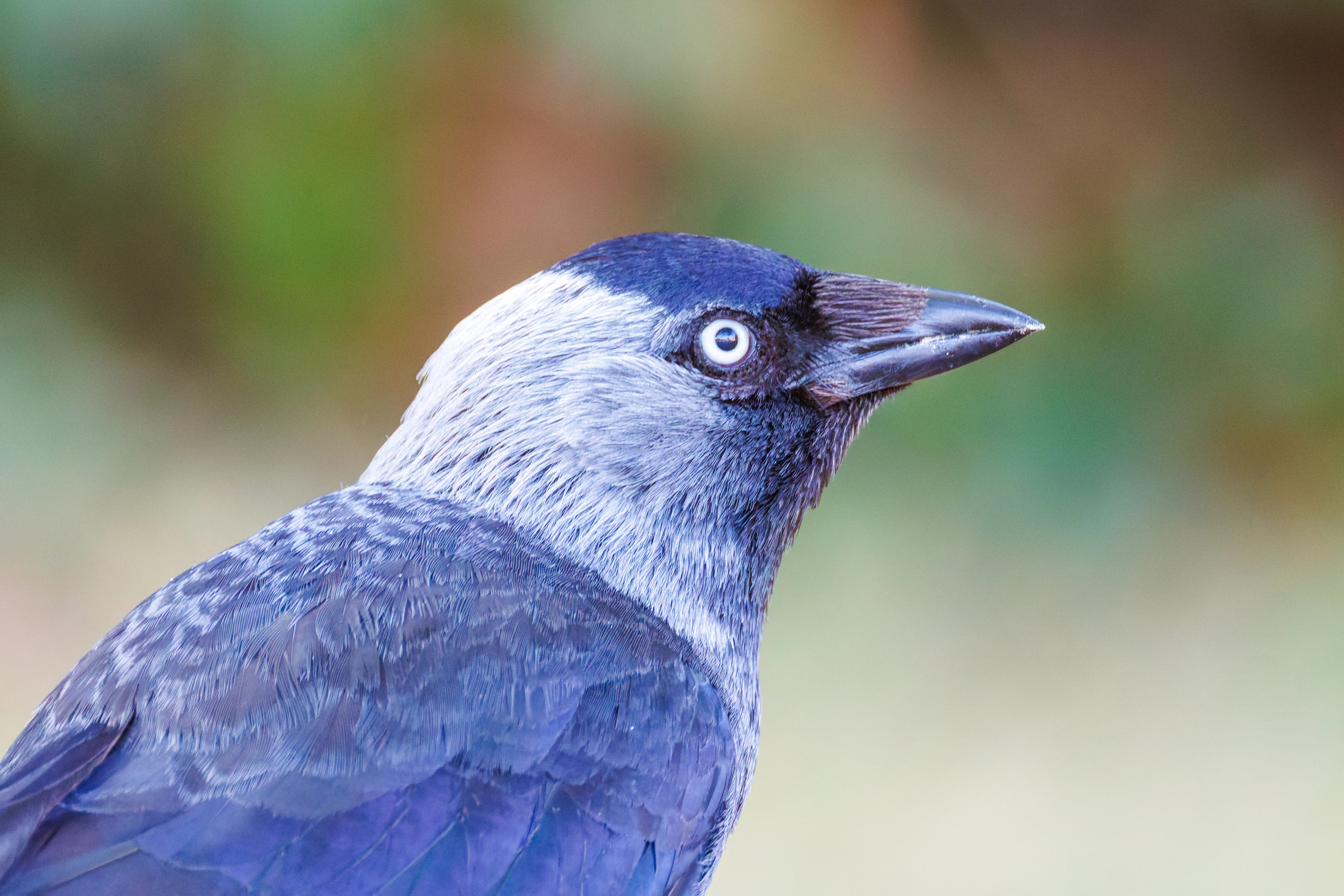 Western Jackdaw, Romsey Abbey, Romsey, Hampshire, UK — photo by Orlando Prugel-Bennett