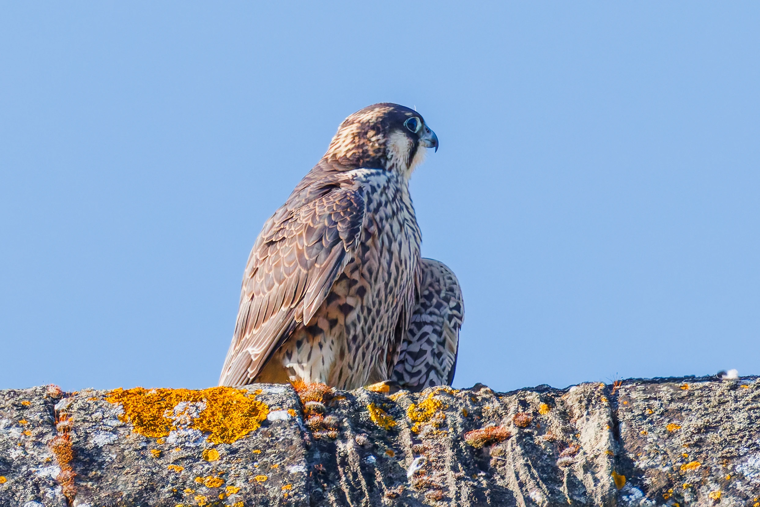 Peregrine Falcon, Romsey Abbey, Romsey, Hampshire, UK — photo by Orlando Prugel-Bennett