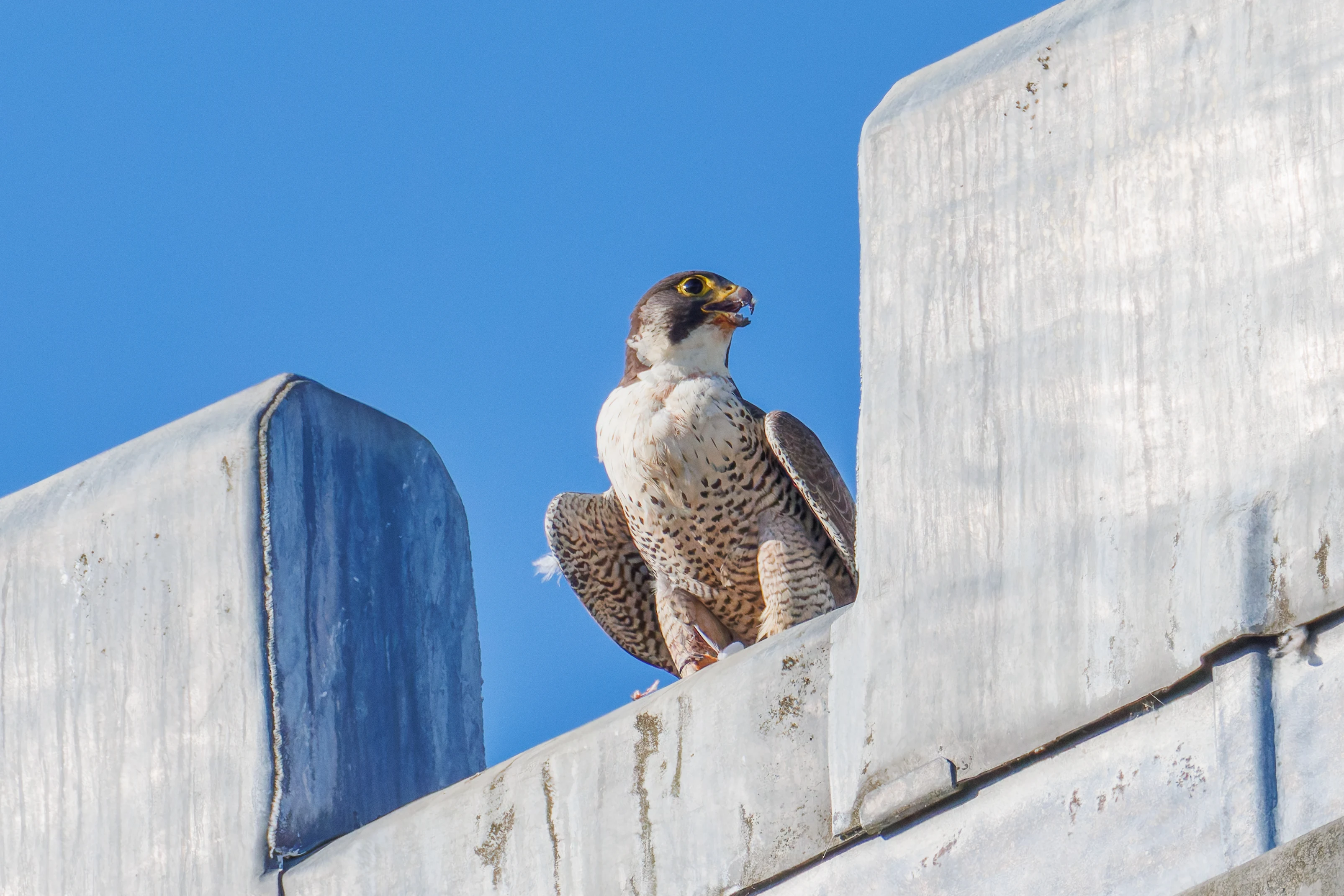 Peregrine Falcon, Romsey Abbey, Romsey, Hampshire, UK — photo by Orlando Prugel-Bennett