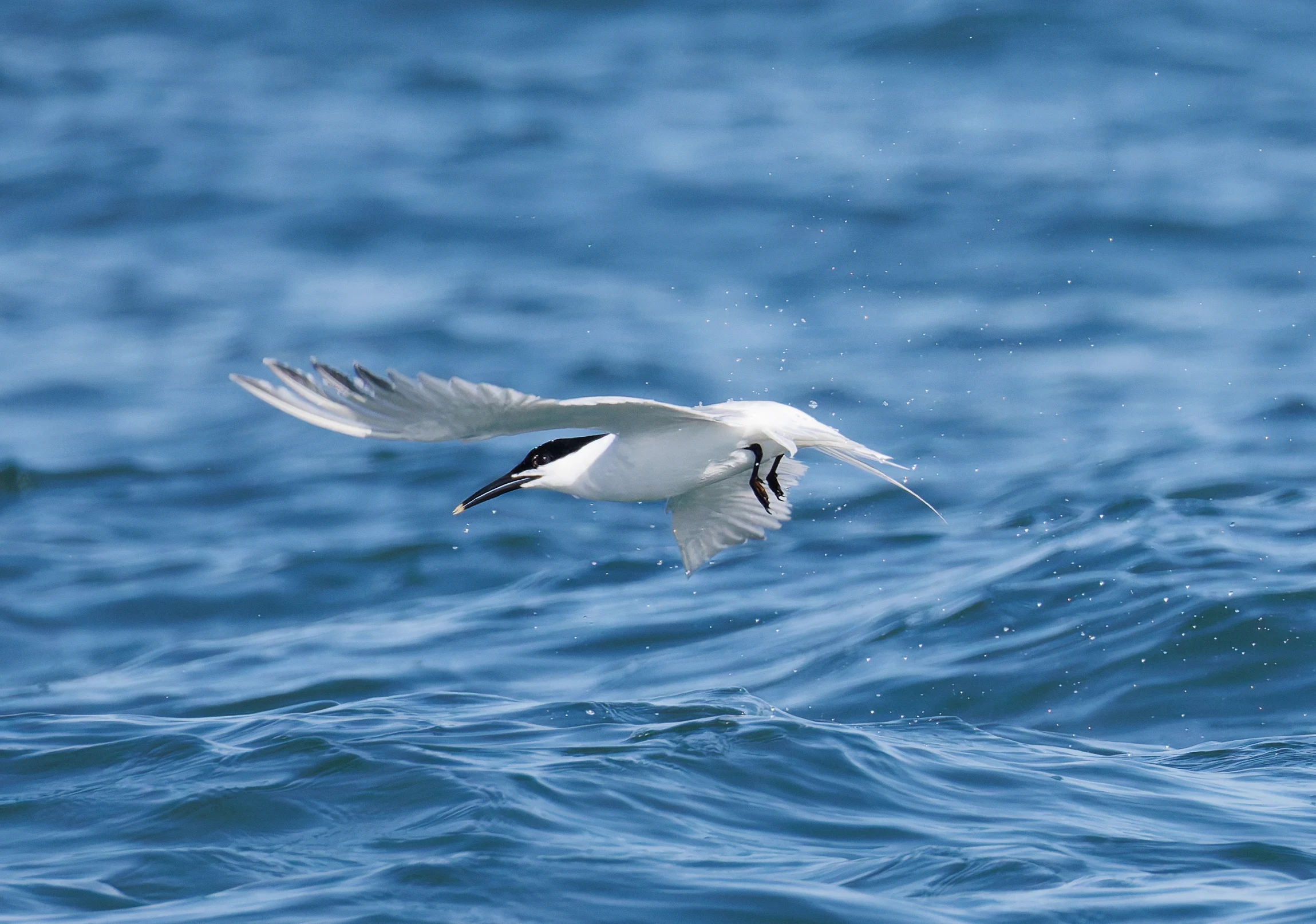 Sandwich Tern, Farne Islands, Seahouses, Northumberland, UK — photo by Orlando Prugel-Bennett