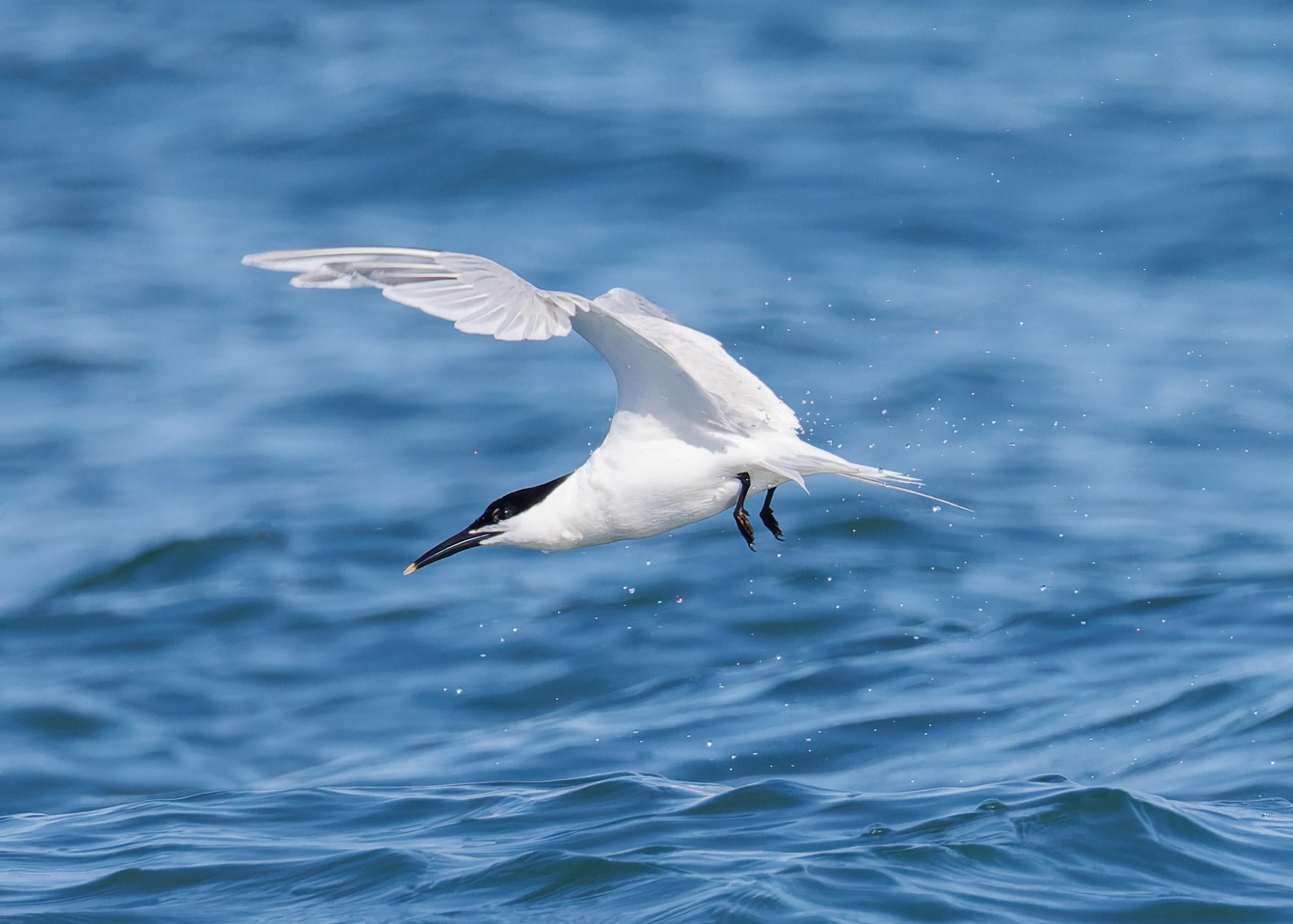 Sandwich Tern, Farne Islands, Seahouses, Northumberland, UK — photo by Orlando Prugel-Bennett