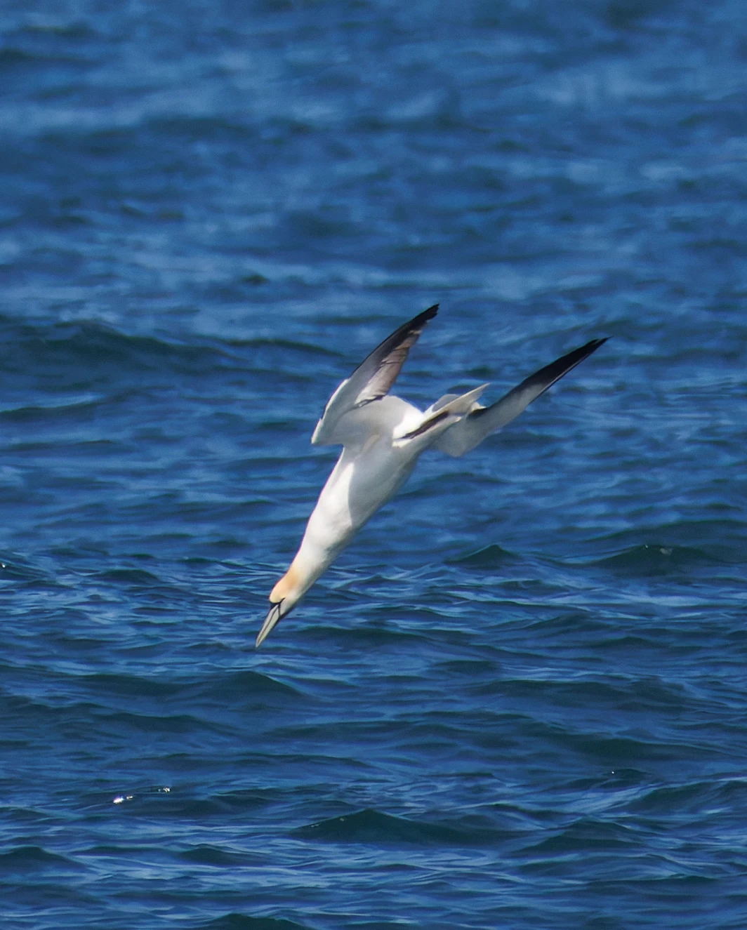 Northern gannet, Farne Islands, Seahouses, Northumberland, UK — photo by Orlando Prugel-Bennett