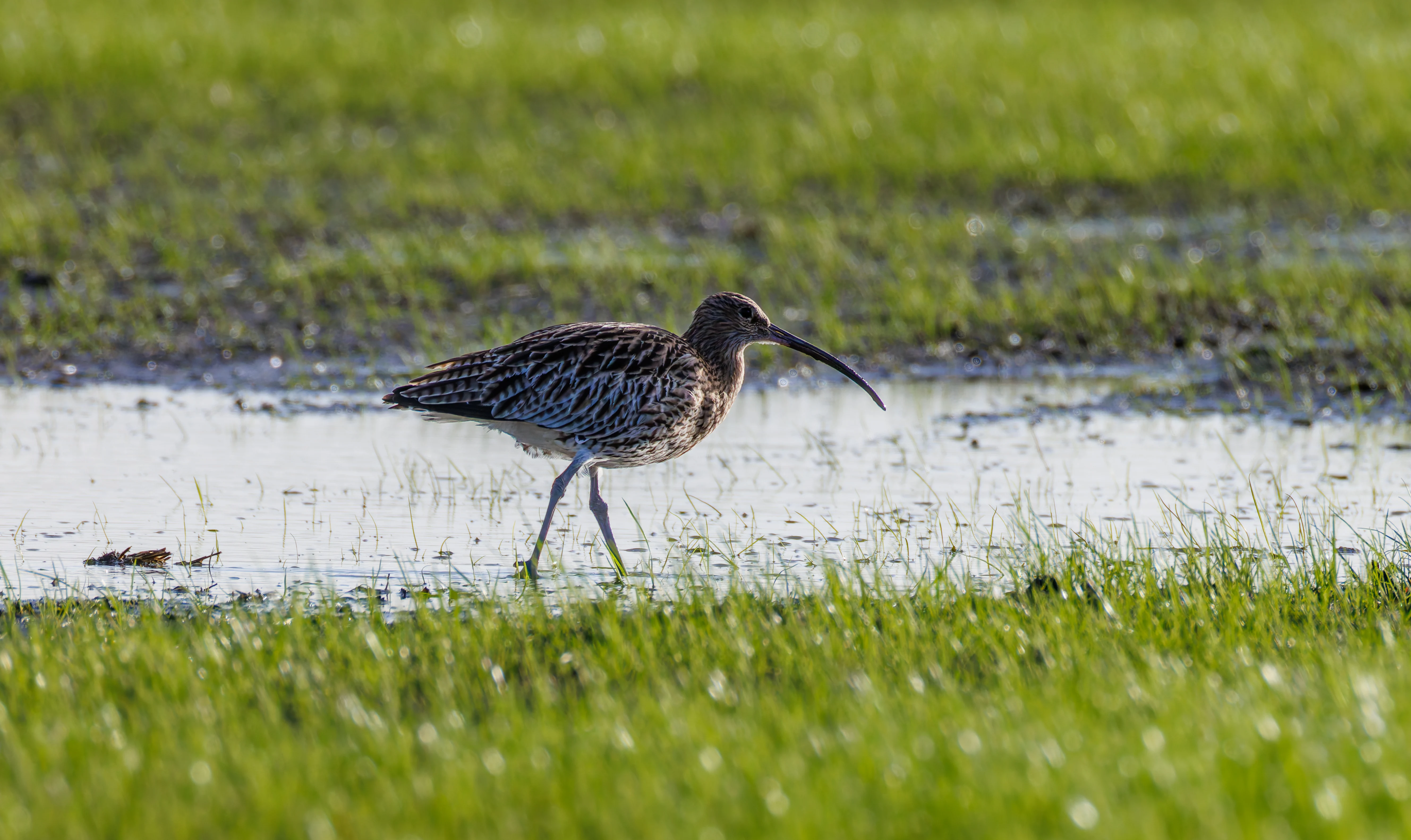 Curlew, Glasson Docks, UK — photo by Orlando Prugel-Bennett