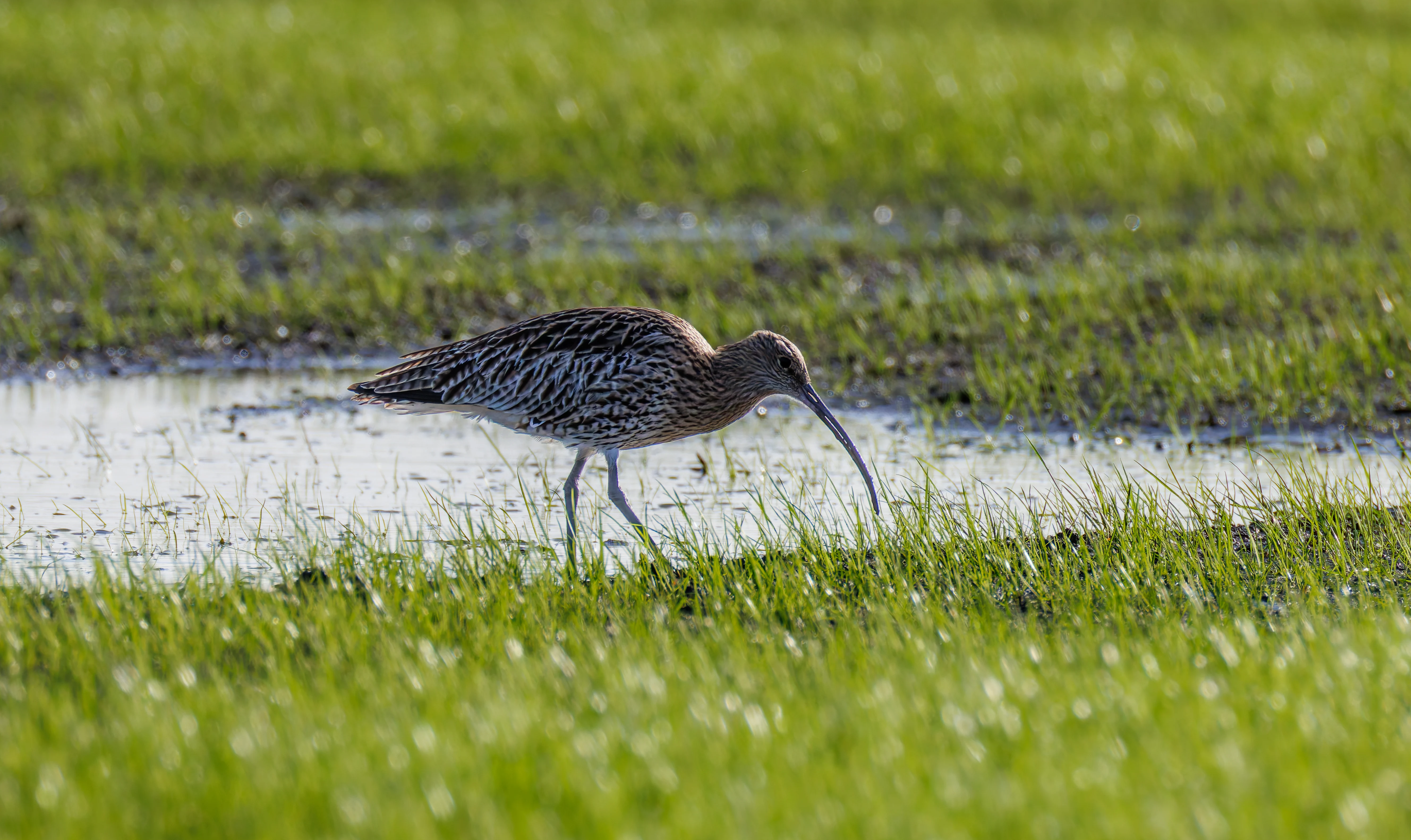 Curlew, Glasson Docks, UK — photo by Orlando Prugel-Bennett