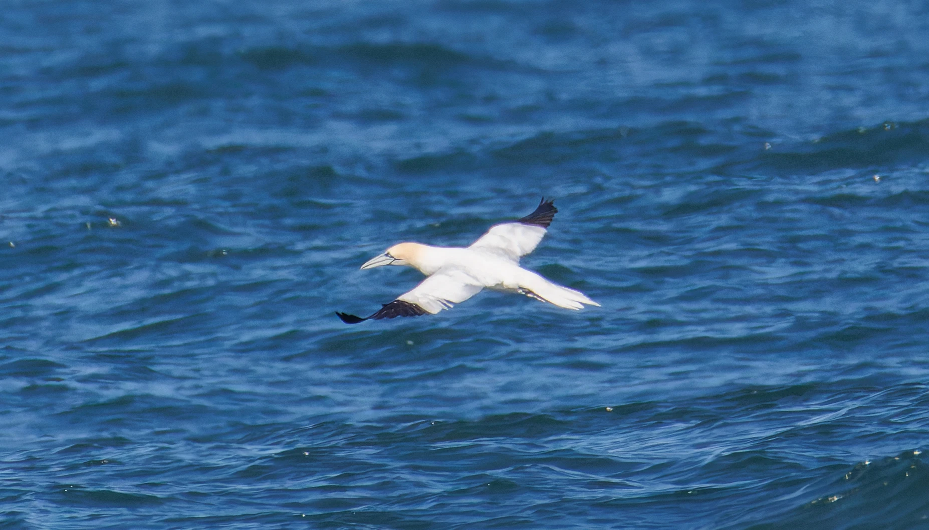 Northern gannet, Farne Islands, Seahouses, Northumberland, UK — photo by Orlando Prugel-Bennett