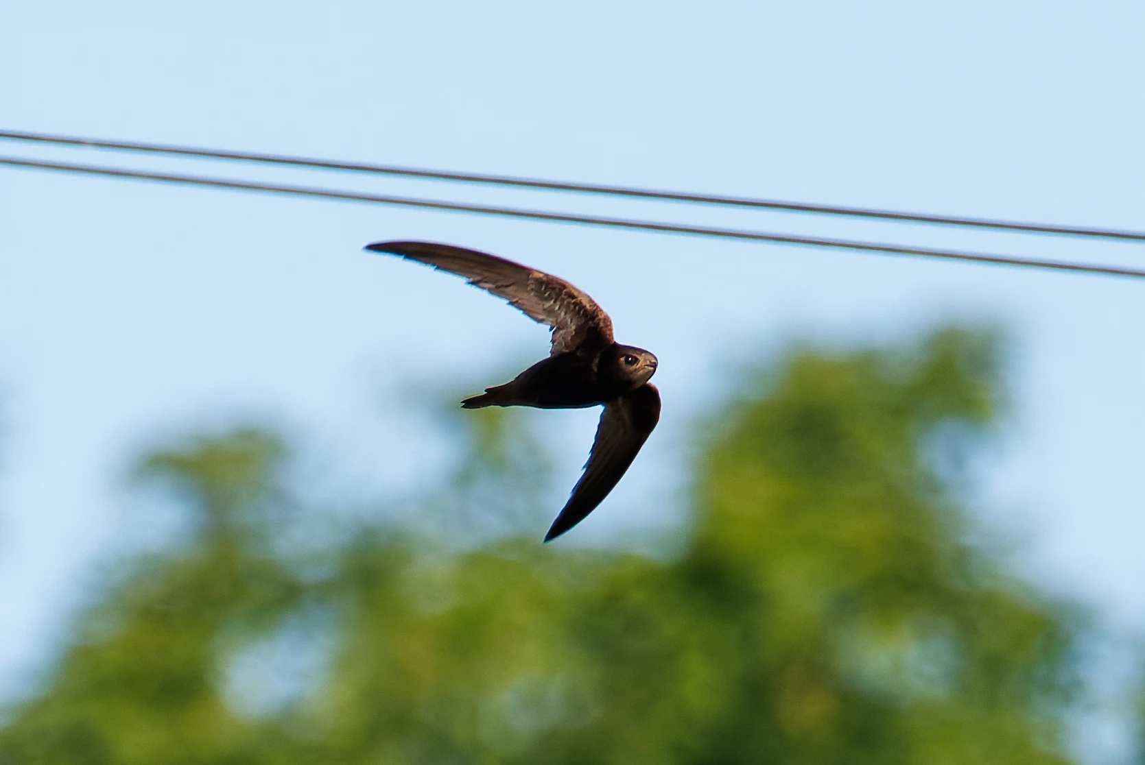 Common Swift, Romsey Abbey, Romsey, Hampshire, UK — photo by Orlando Prugel-Bennett