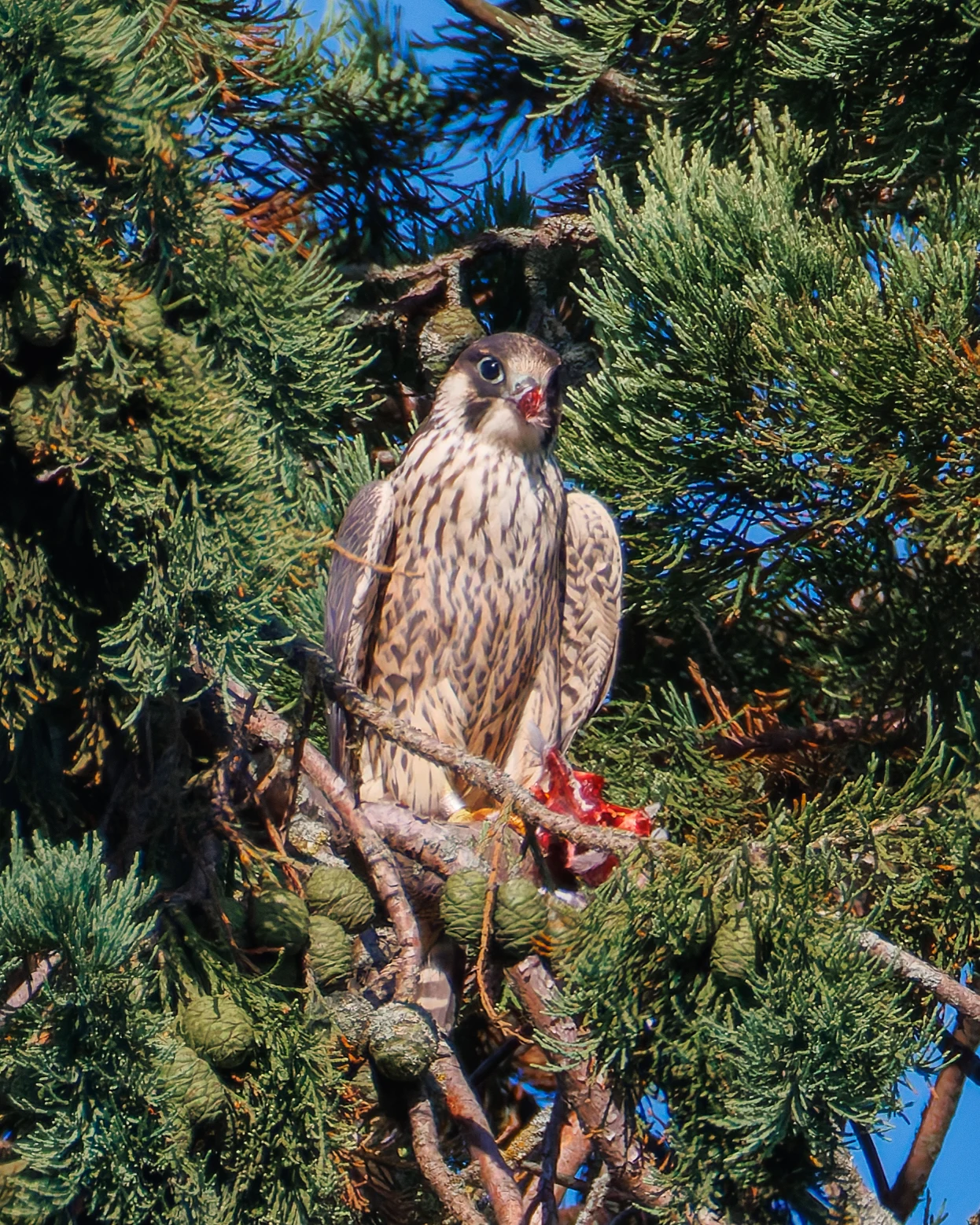 Peregrine Falcon with prey, Romsey Abbey, Romsey, Hampshire, UK — photo by Orlando Prugel-Bennett