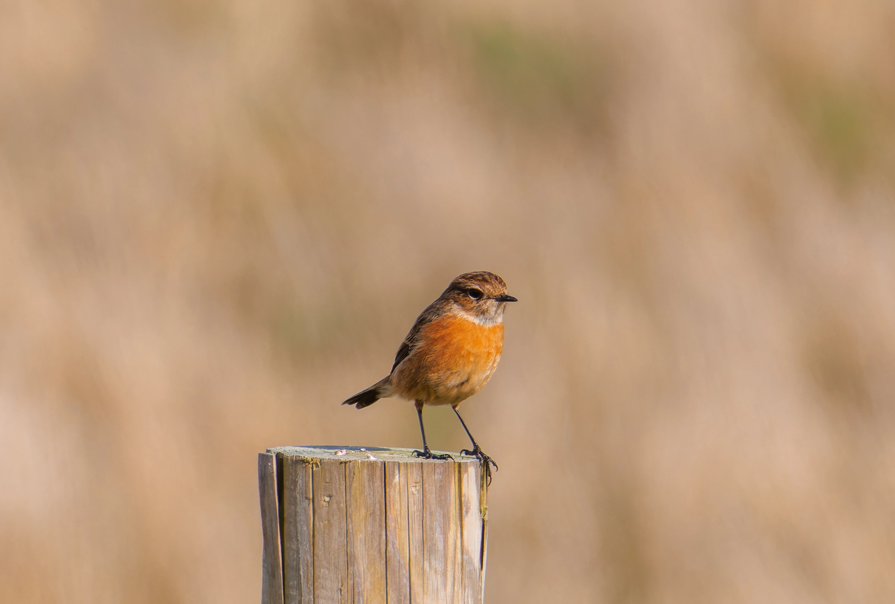 Stonechat, Fleetwood, UK — photo by Orlando Prugel-Bennett