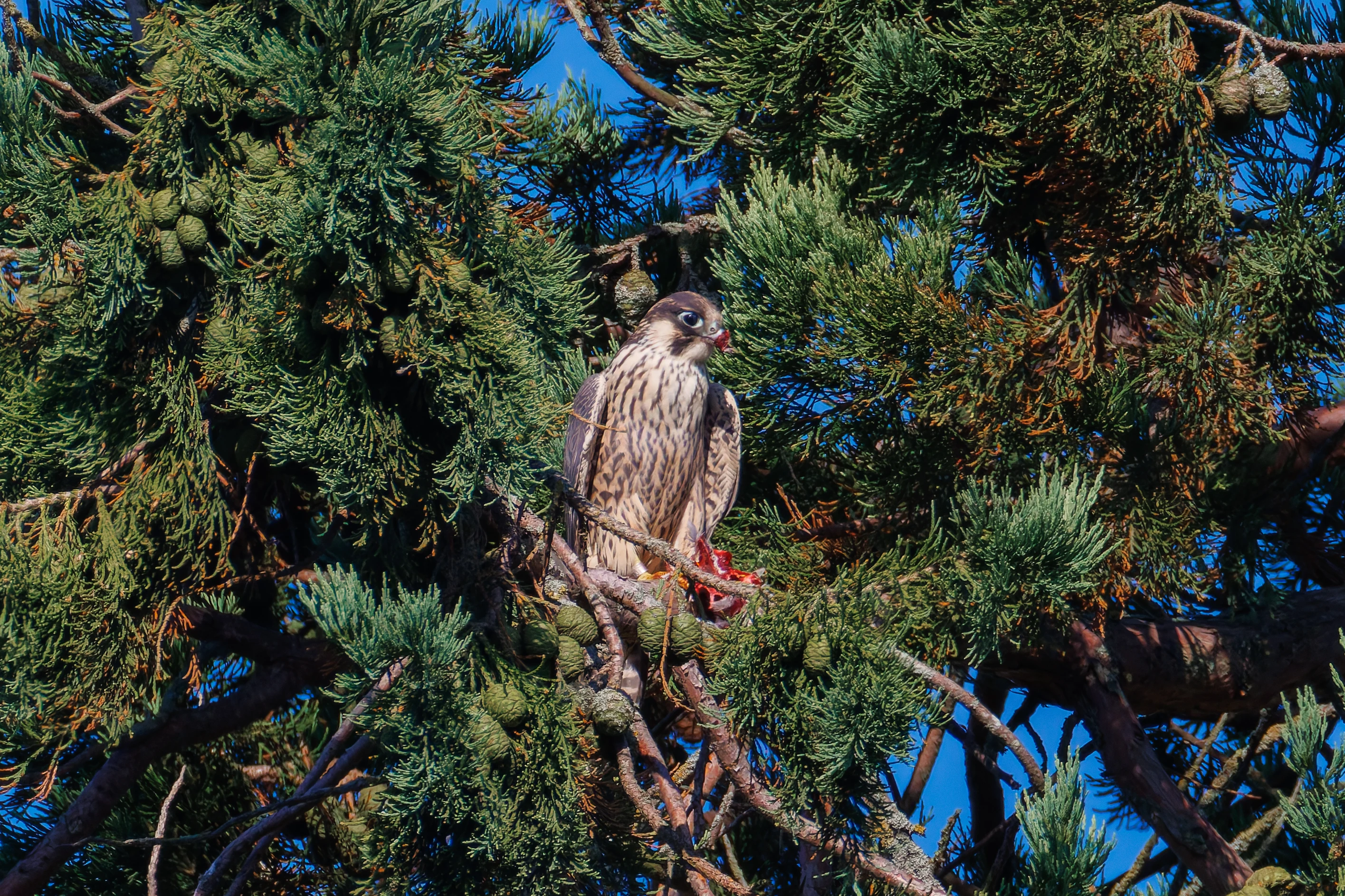 Peregrine Falcon with prey, Romsey Abbey, Romsey, Hampshire, UK — photo by Orlando Prugel-Bennett