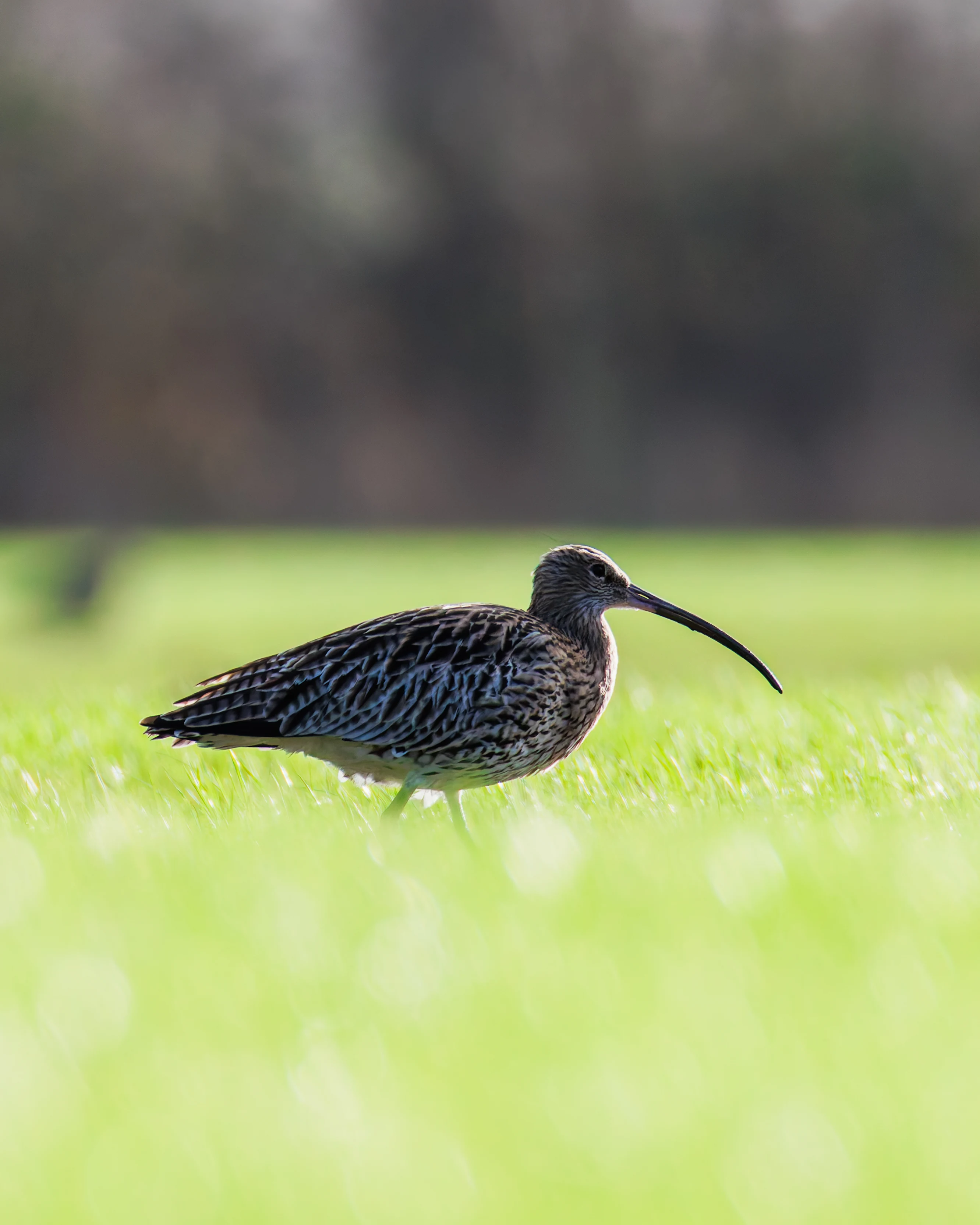 Curlew, Glasson Docks, UK — photo by Orlando Prugel-Bennett