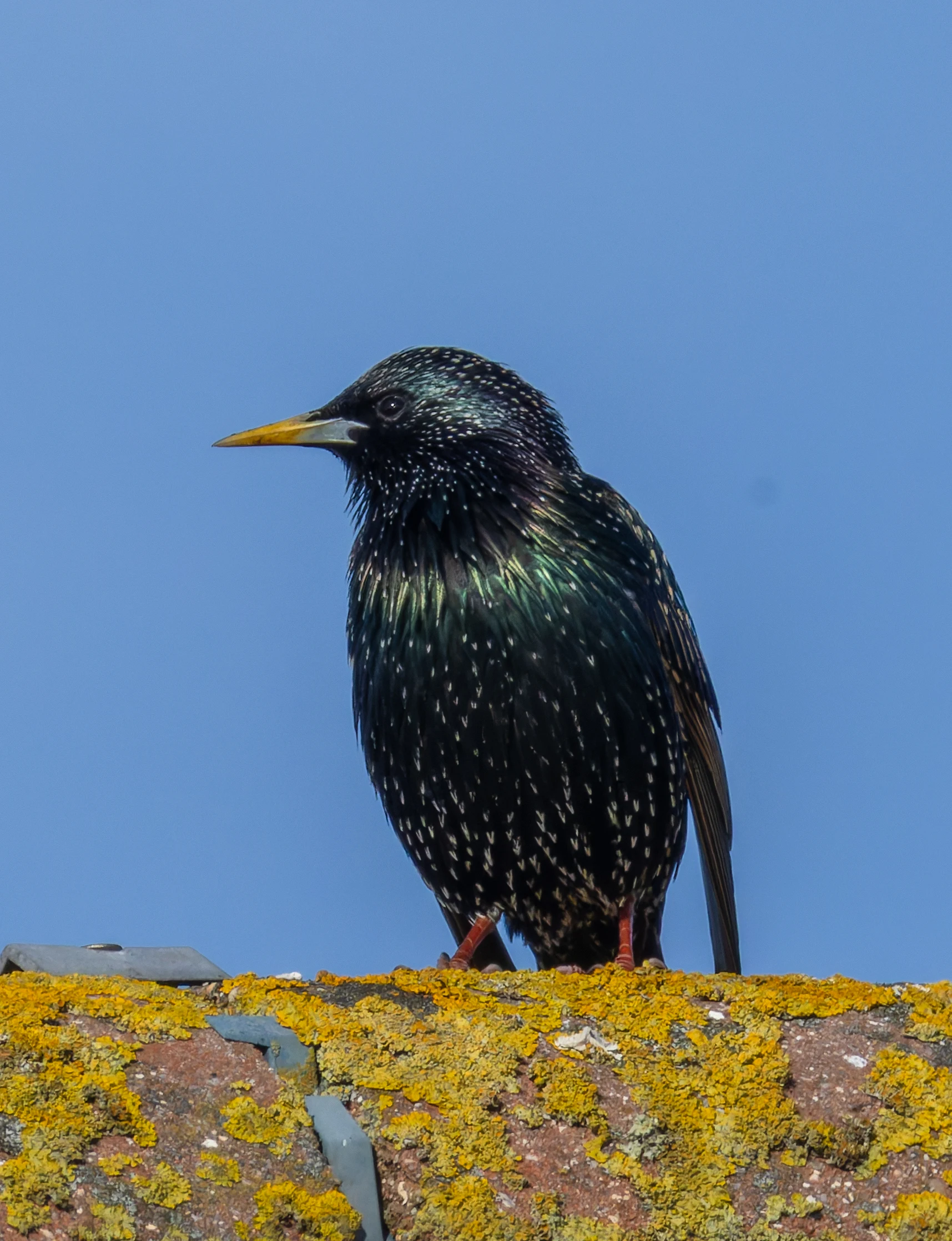 Starling, Fleetwood, UK — photo by Orlando Prugel-Bennett