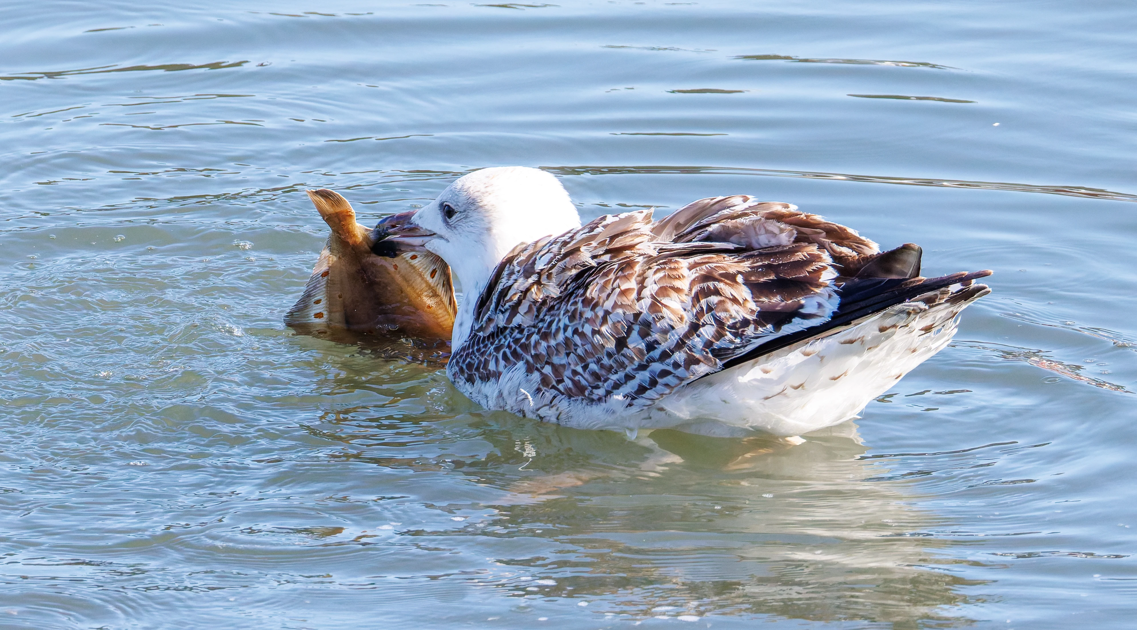 Herring Gull with &  Plaice, Seahouses, Northumberland, UK — photo by Orlando Prugel-Bennett