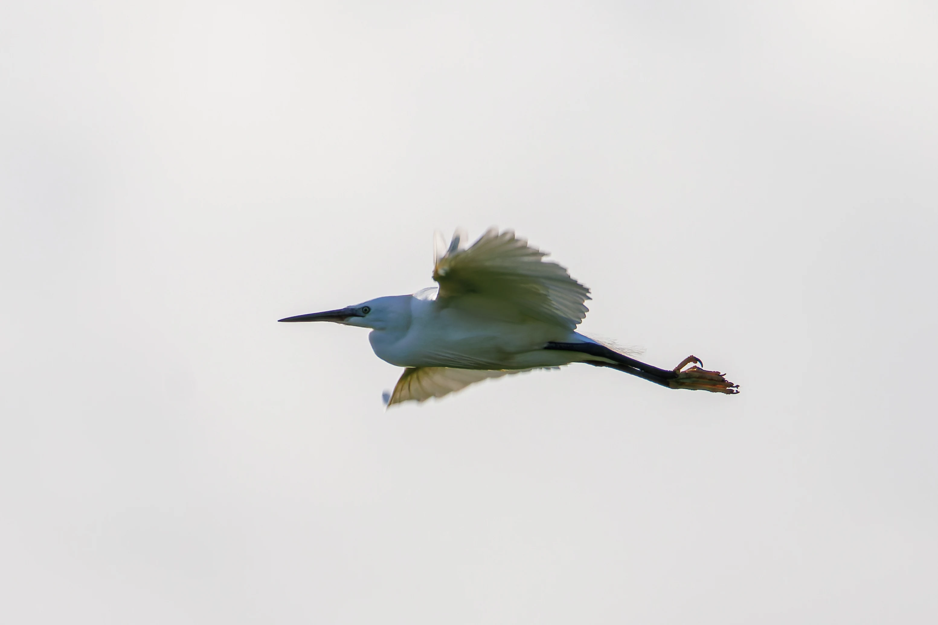 Little Egret, Glasson Docks, UK — photo by Orlando Prugel-Bennett