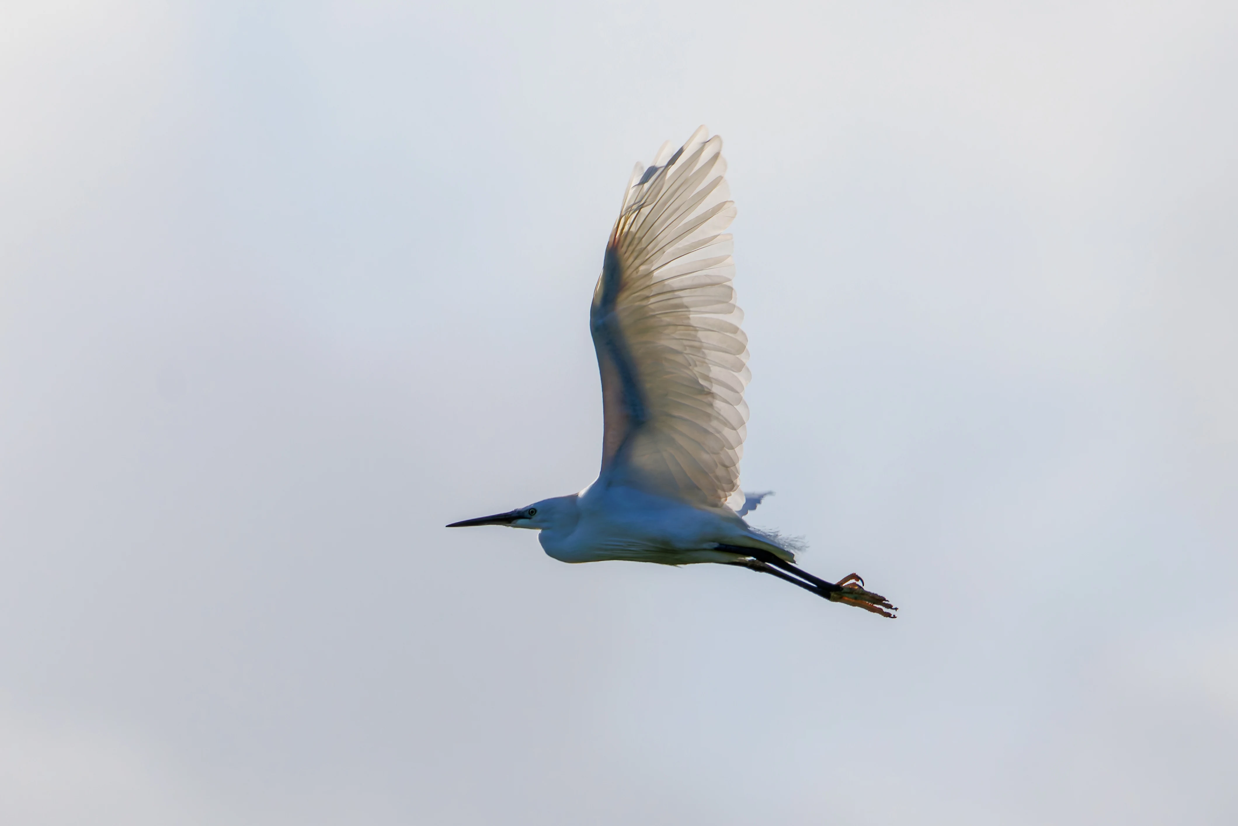 Little Egret, Glasson Docks, UK — photo by Orlando Prugel-Bennett