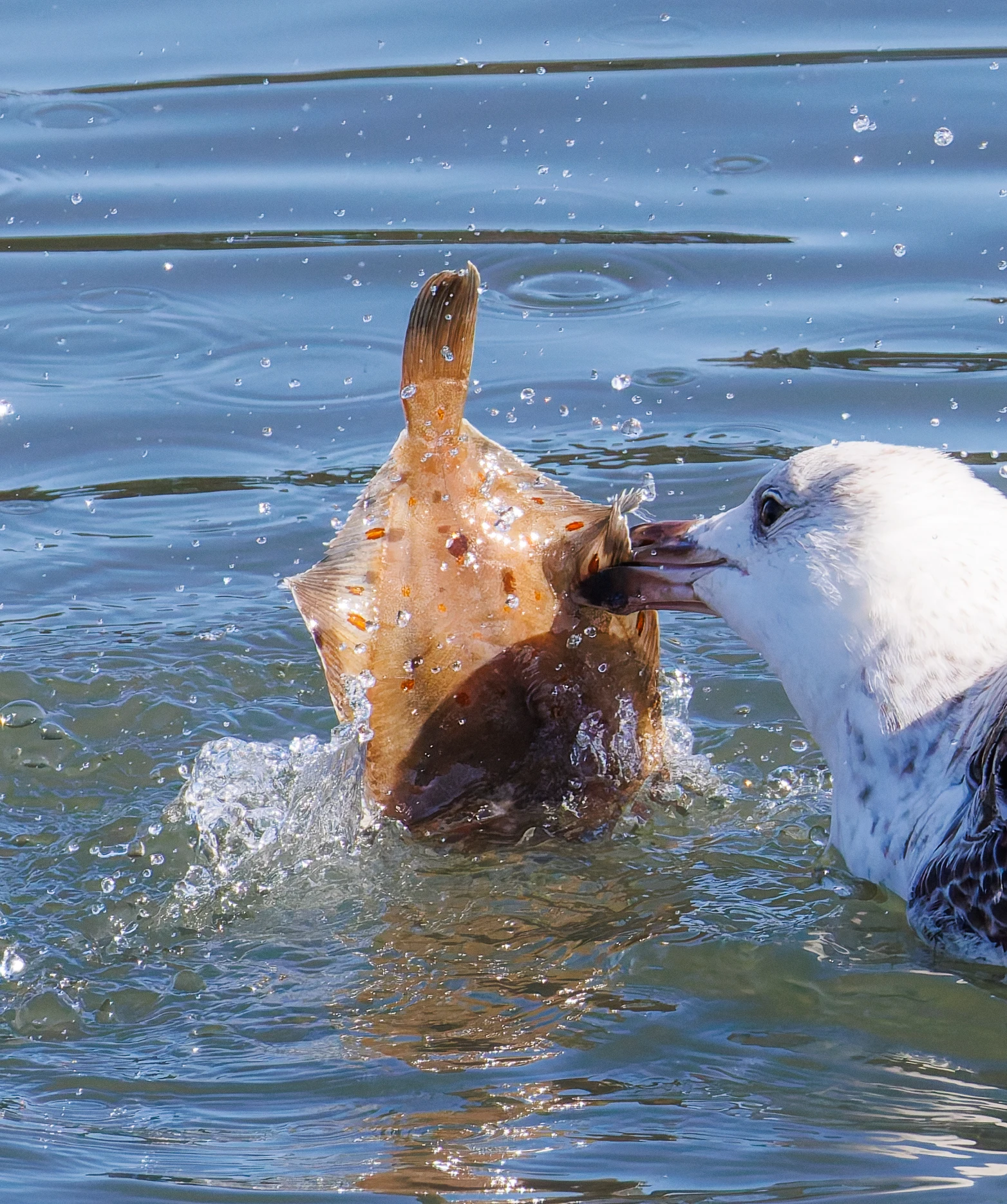 Herring Gull with & European Plaice, Seahouses, Northumberland, UK — photo by Orlando Prugel-Bennett