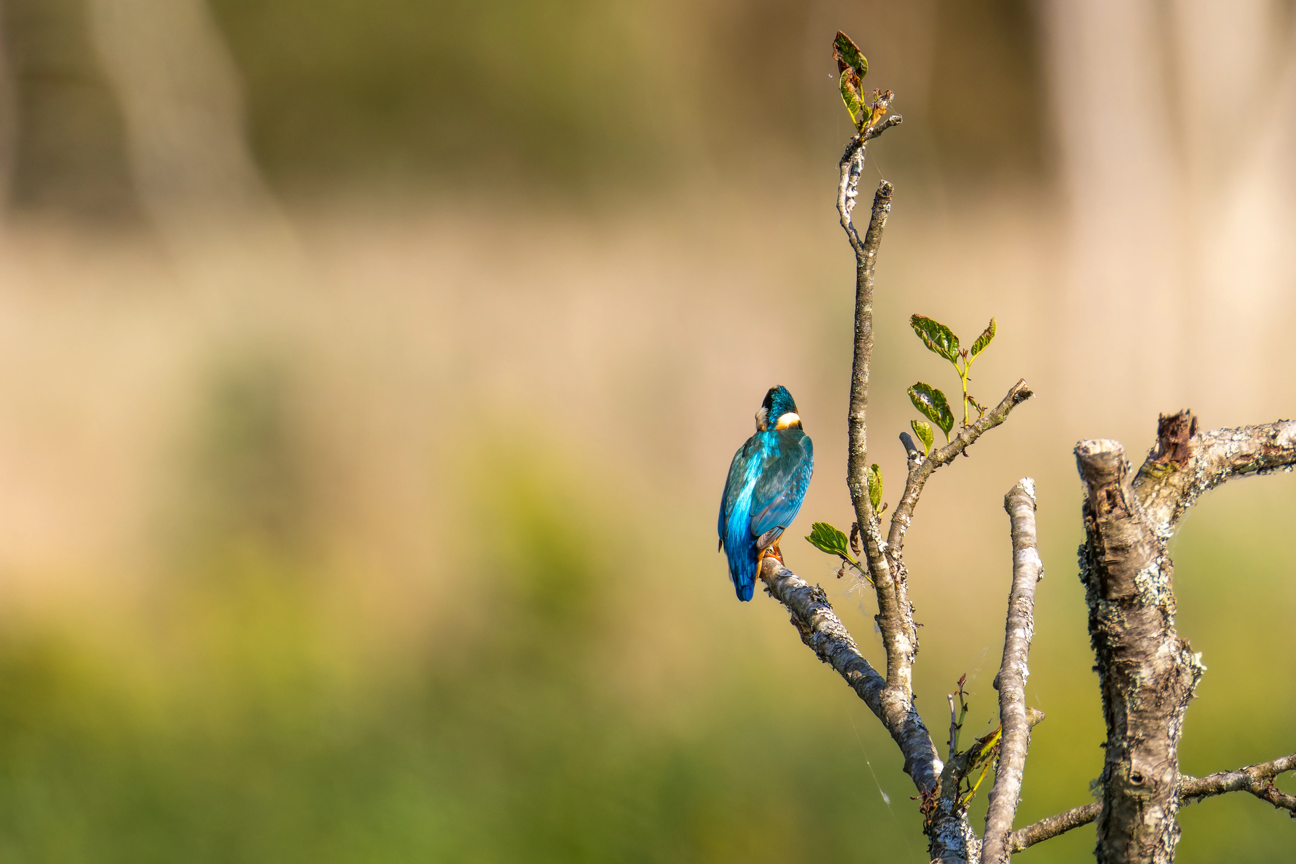Common Kingfisher, Fishlake Meadows, Romsey, Hampshire, UK — photo by Orlando Prugel-Bennett