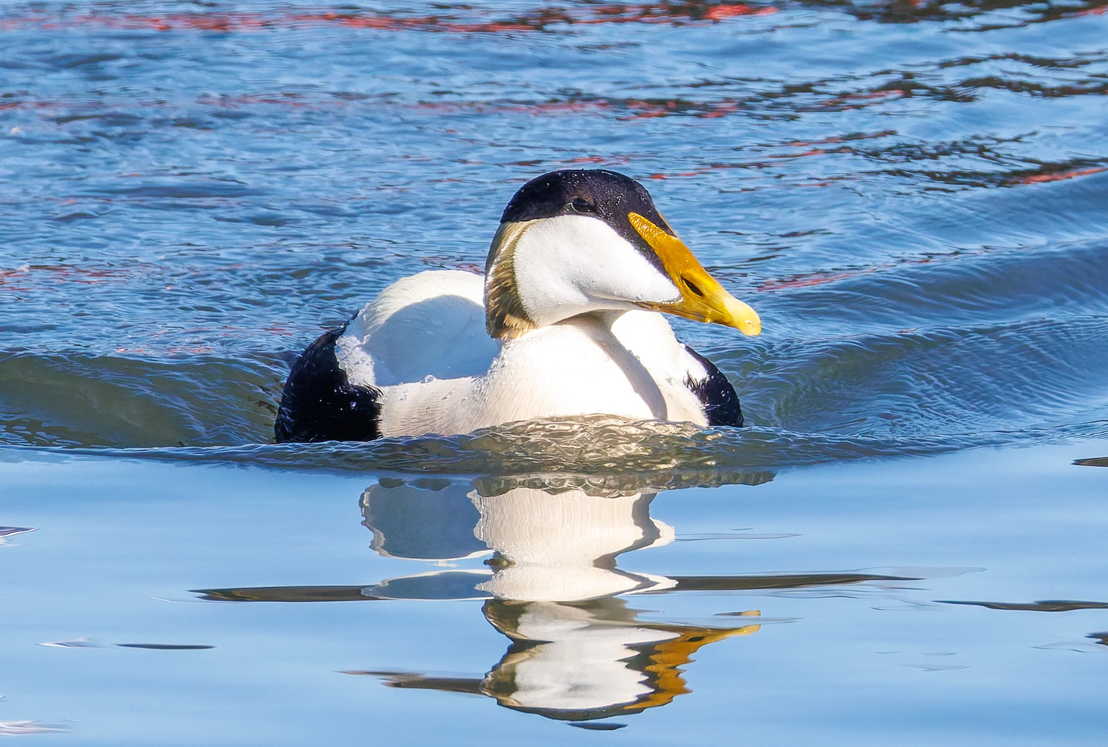 Common Eider, Seahouses, Northumberland, UK — photo by Orlando Prugel-Bennett