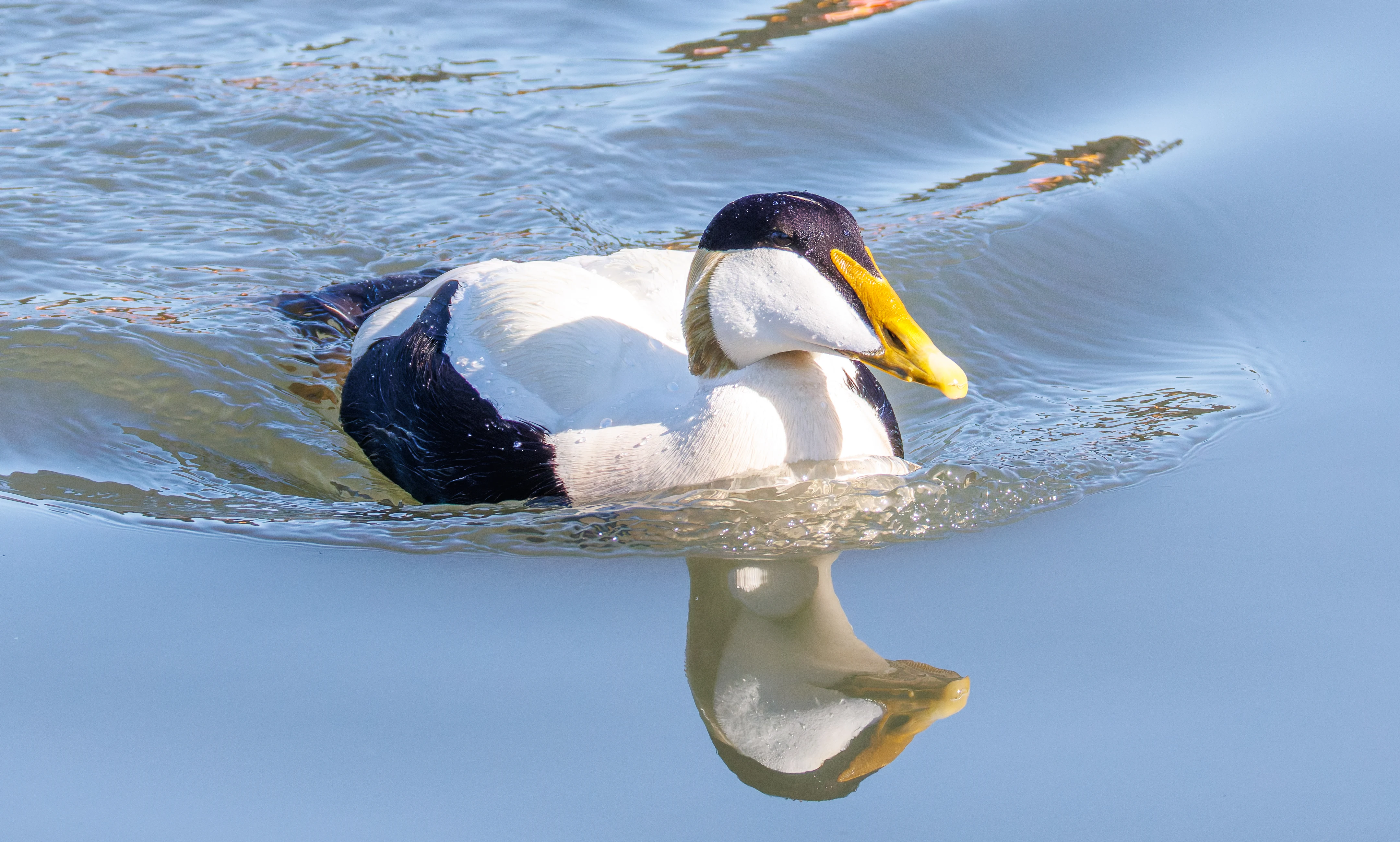 Common Eider, Seahouses, Northumberland, UK — photo by Orlando Prugel-Bennett