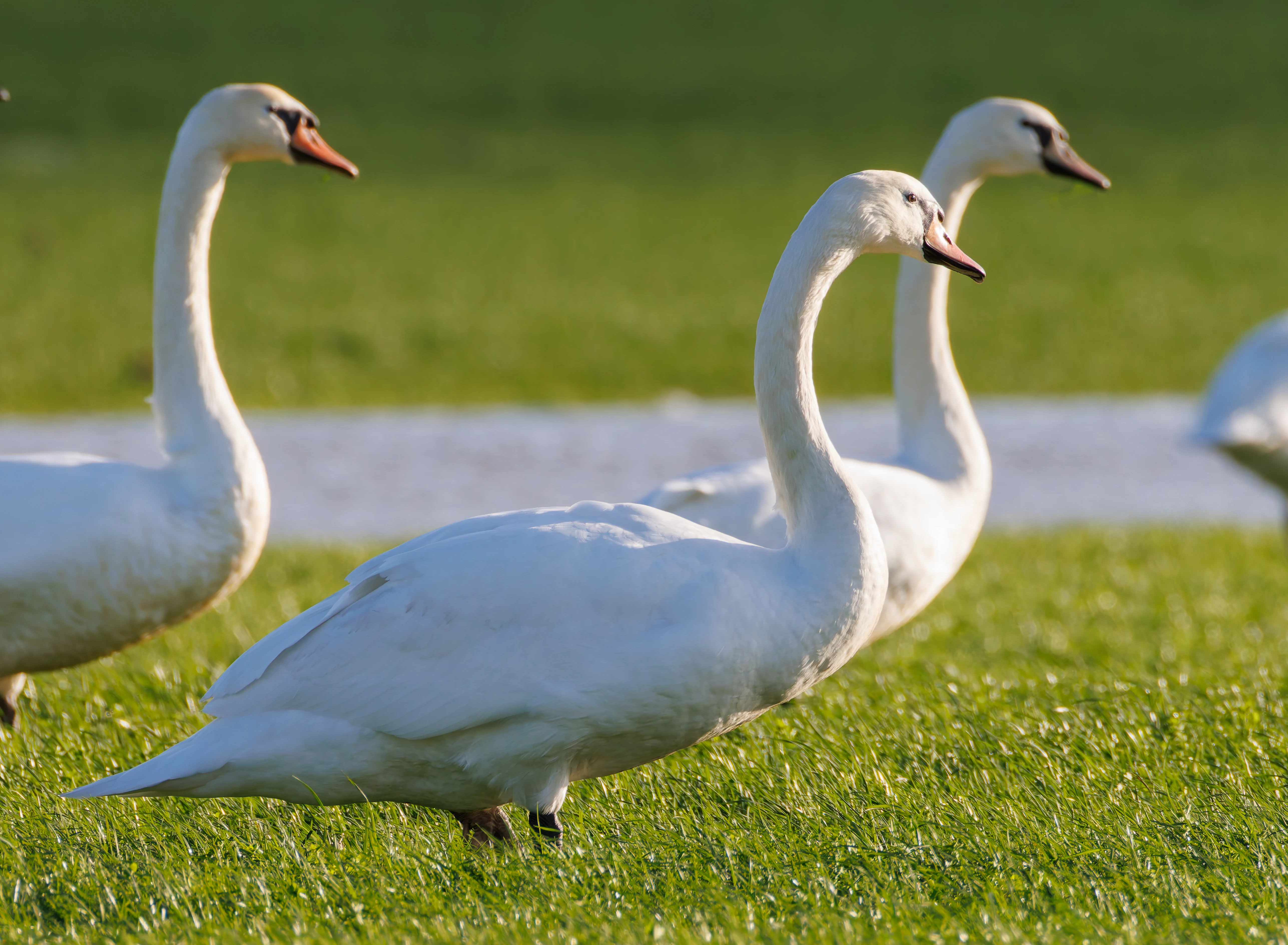 Mute Swans, Glasson Docks, UK — photo by Orlando Prugel-Bennett
