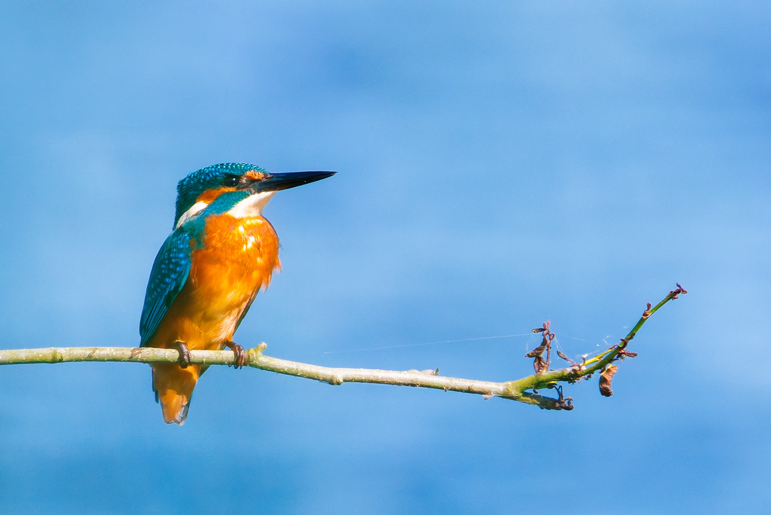Common Kingfisher, Fishlake Meadows, Romsey, Hampshire, UK — photo by Orlando Prugel-Bennett