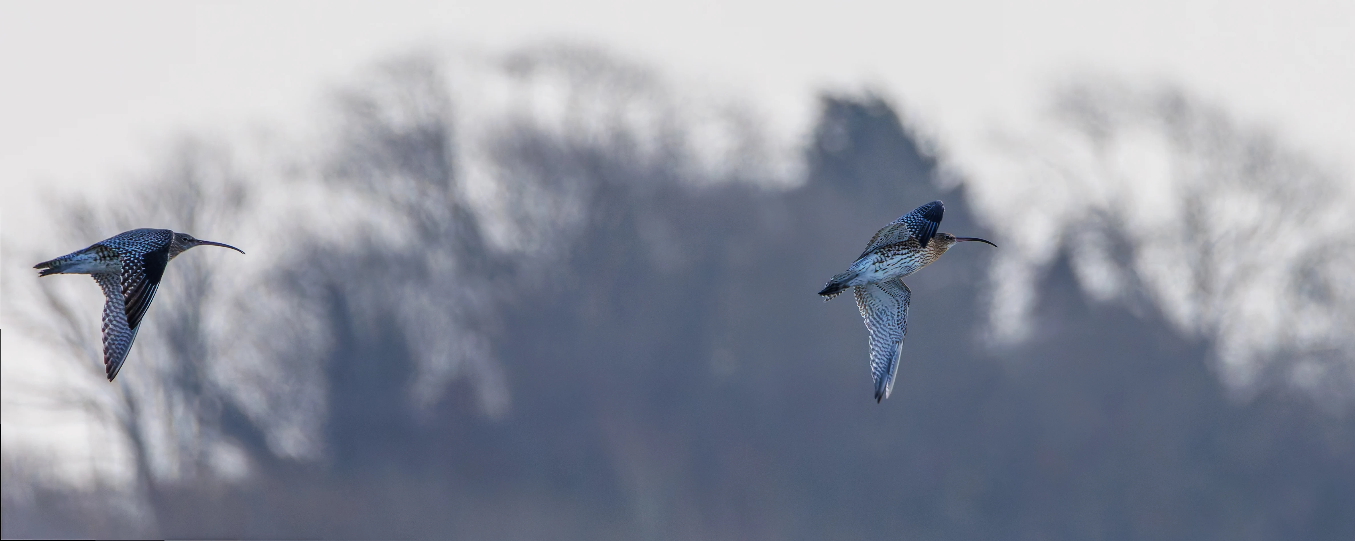 Curlew, Glasson Docks, UK — photo by Orlando Prugel-Bennett