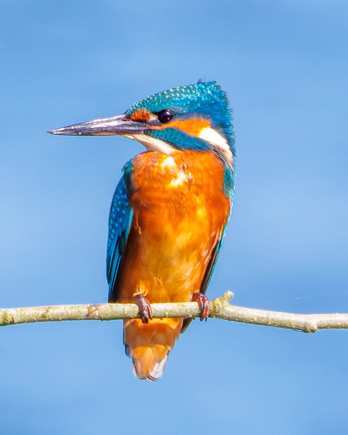 Common Kingfisher, Fishlake Meadows, Romsey, Hampshire, UK — photo by Orlando Prugel-Bennett