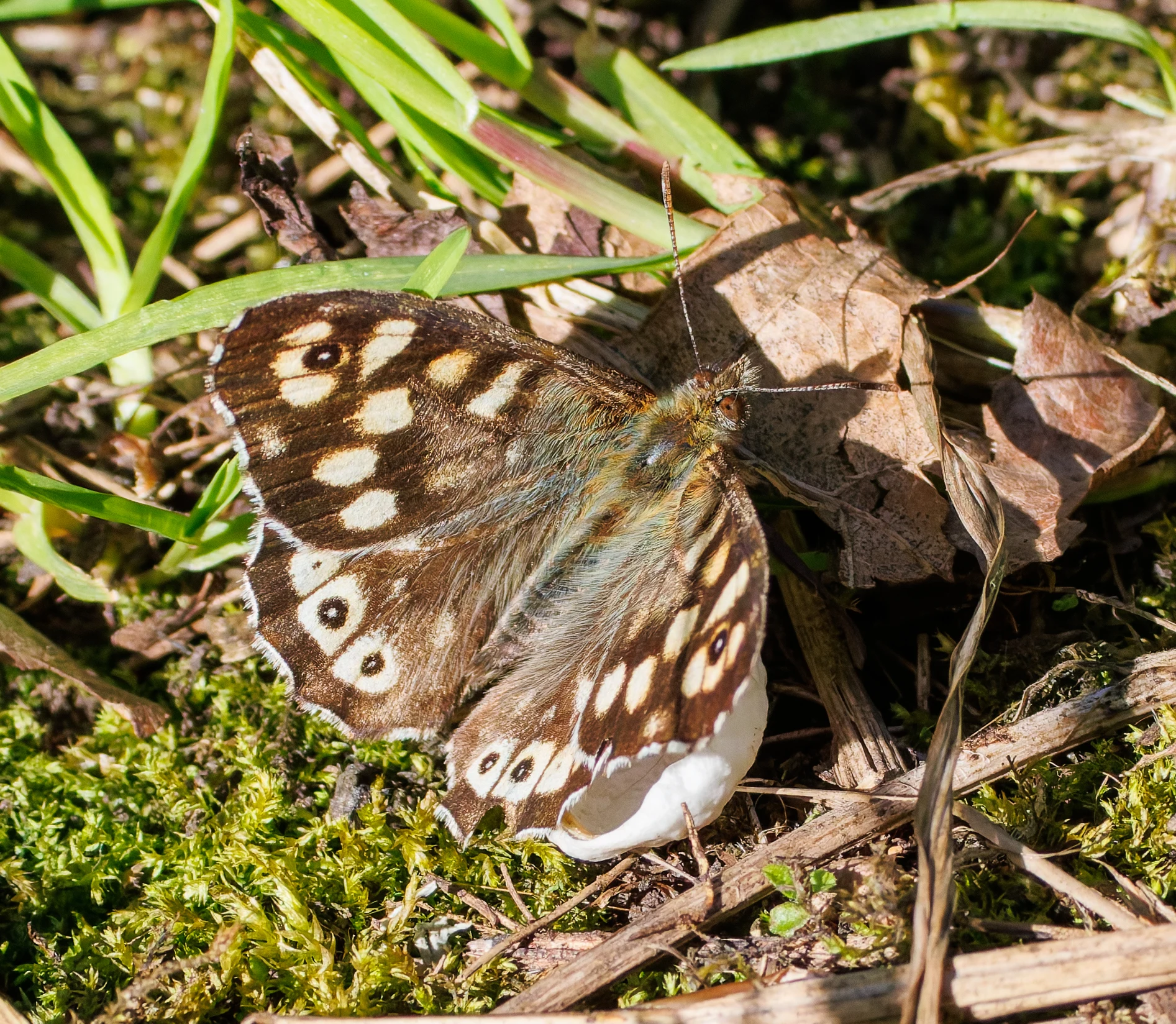 Speckled Wood, Seahouses, Northumberland, UK — photo by Orlando Prugel-Bennett
