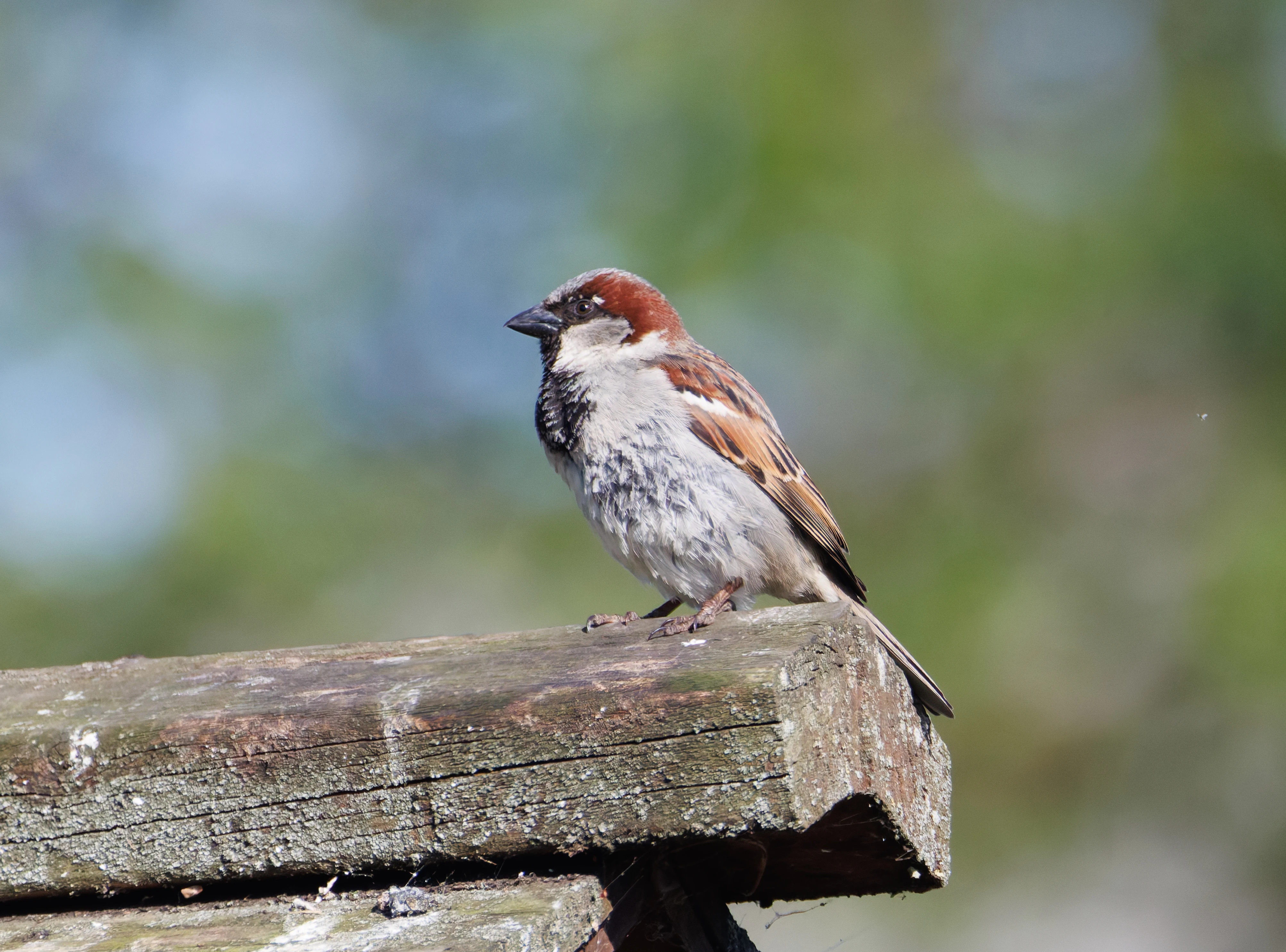House Sparrow, Seahouses, Northumberland, UK — photo by Orlando Prugel-Bennett