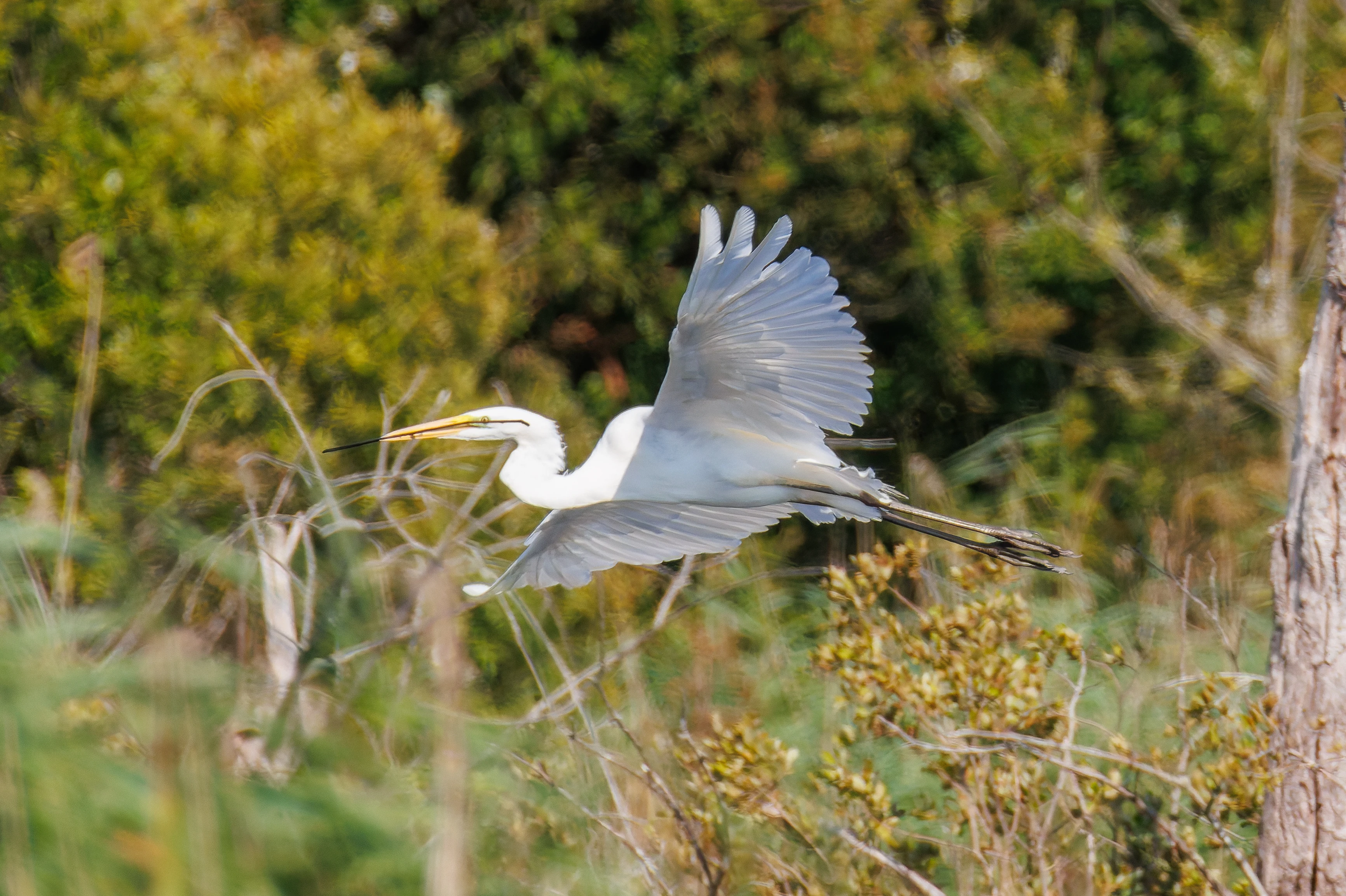 Great Egret in flight, Fishlake Meadows, Romsey, Hampshire, UK — photo by Orlando Prugel-Bennett