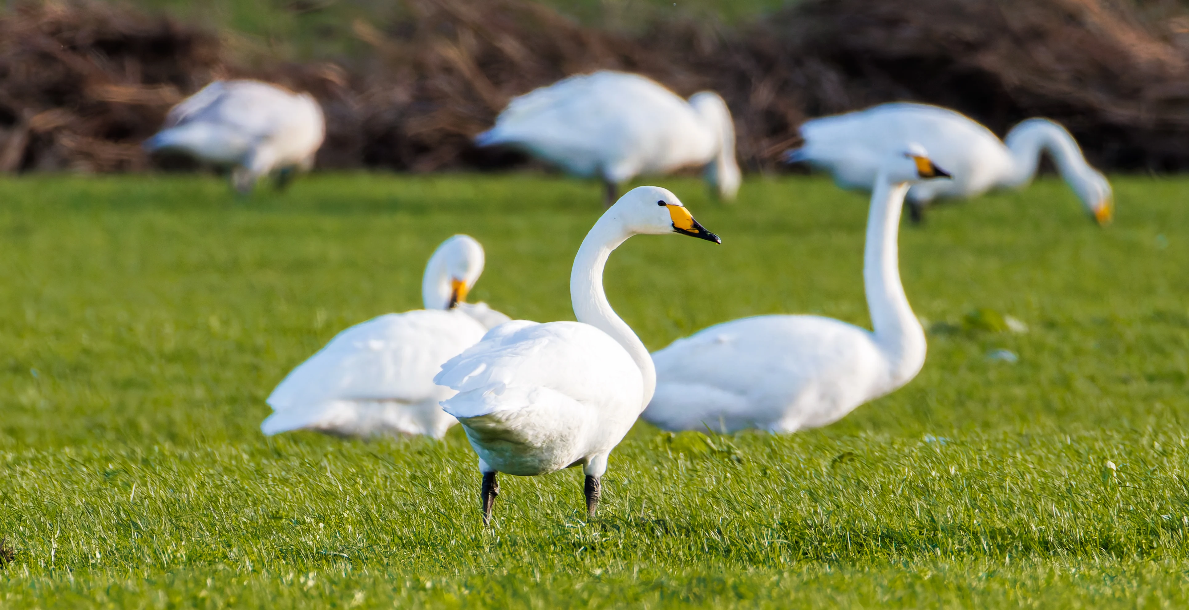 Whooper Swans, Glasson Docks, UK — photo by Orlando Prugel-Bennett