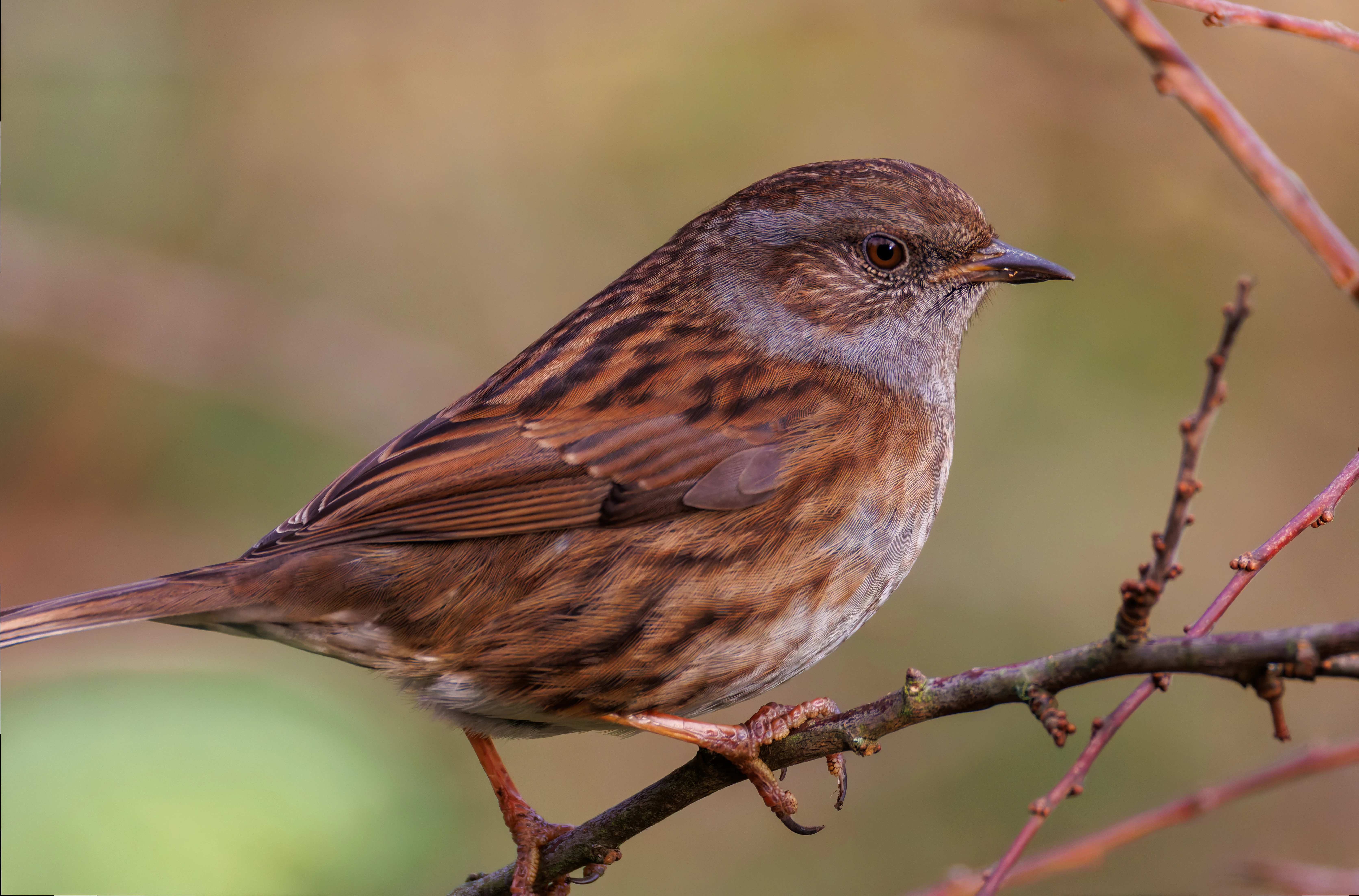 Dunnock, Leighton Moss, UK — photo by Orlando Prugel-Bennett