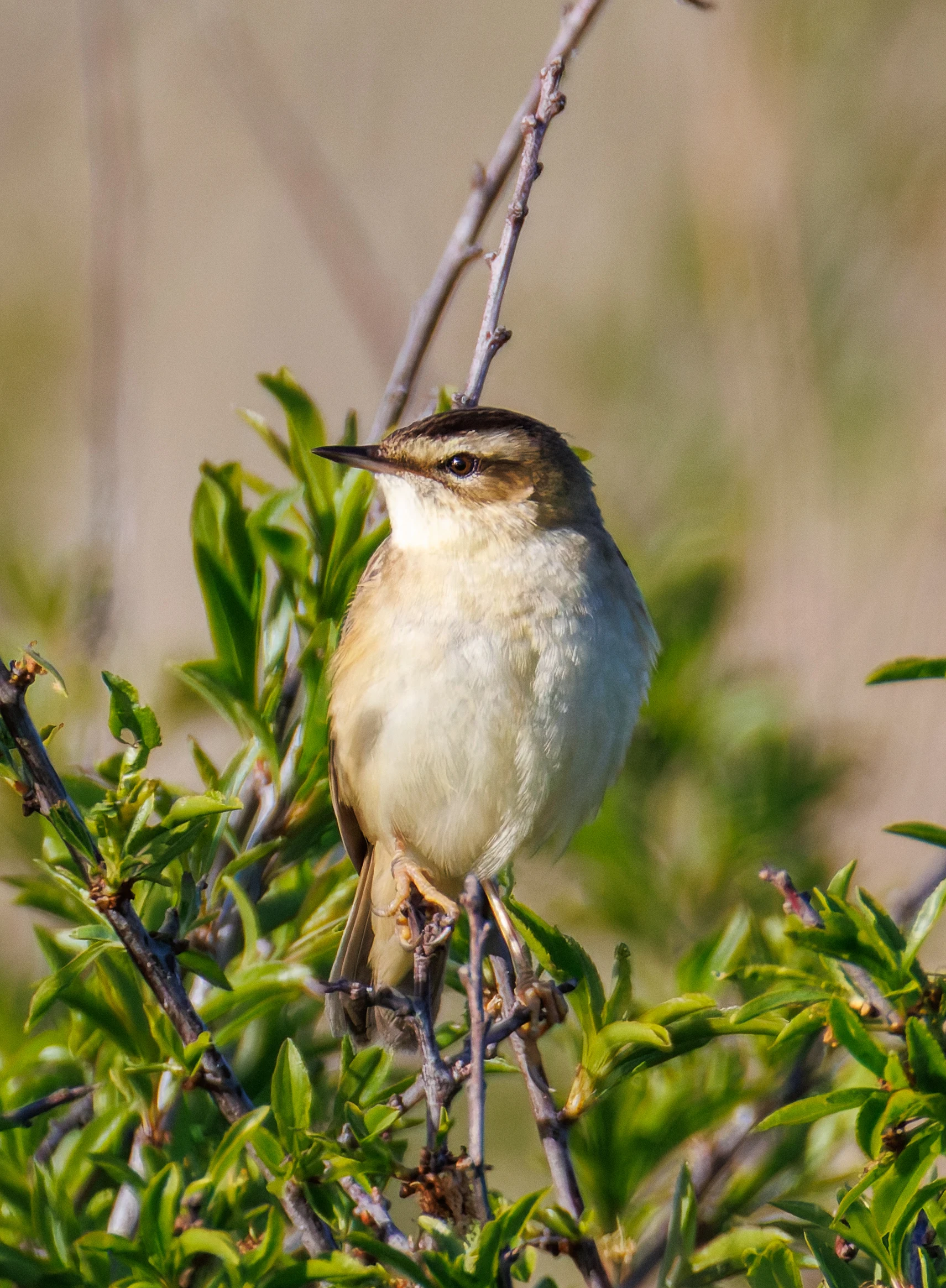 Sedge Warbler, Druridge Pools, Seahouses, Northumberland, UK — photo by Orlando Prugel-Bennett
