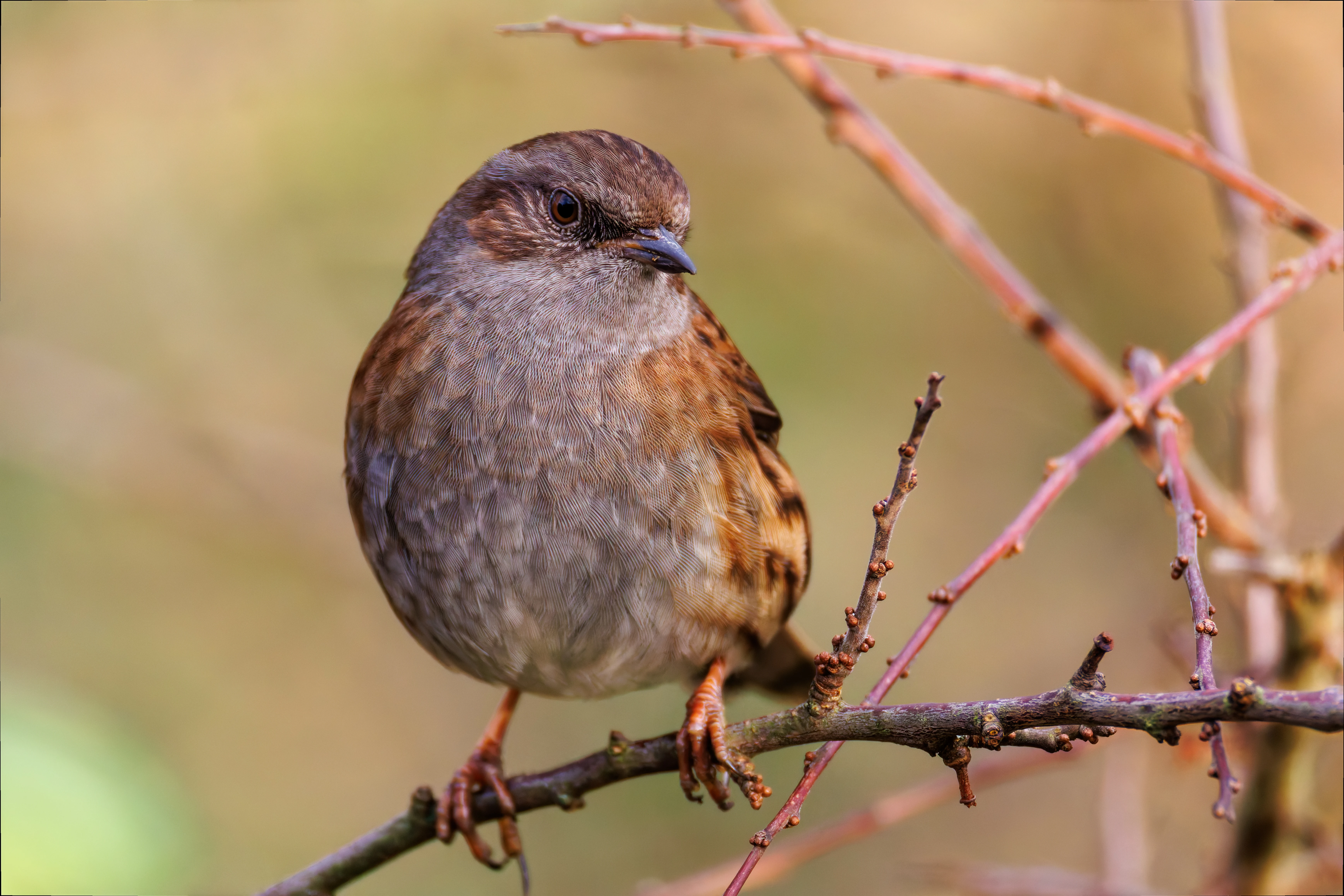 Dunnock, Leighton Moss, UK — photo by Orlando Prugel-Bennett