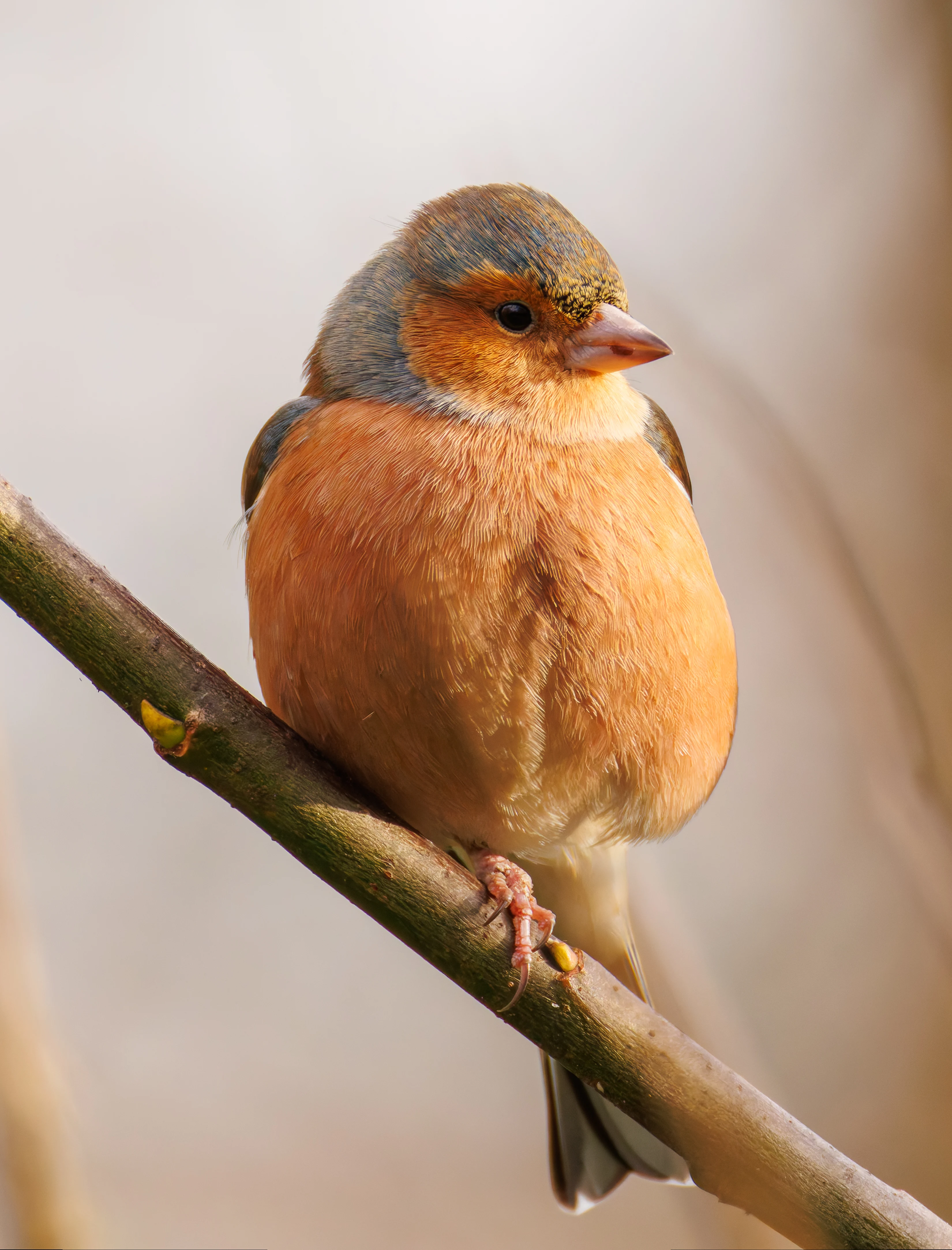 Chaffinch, Leighton Moss, UK — photo by Orlando Prugel-Bennett