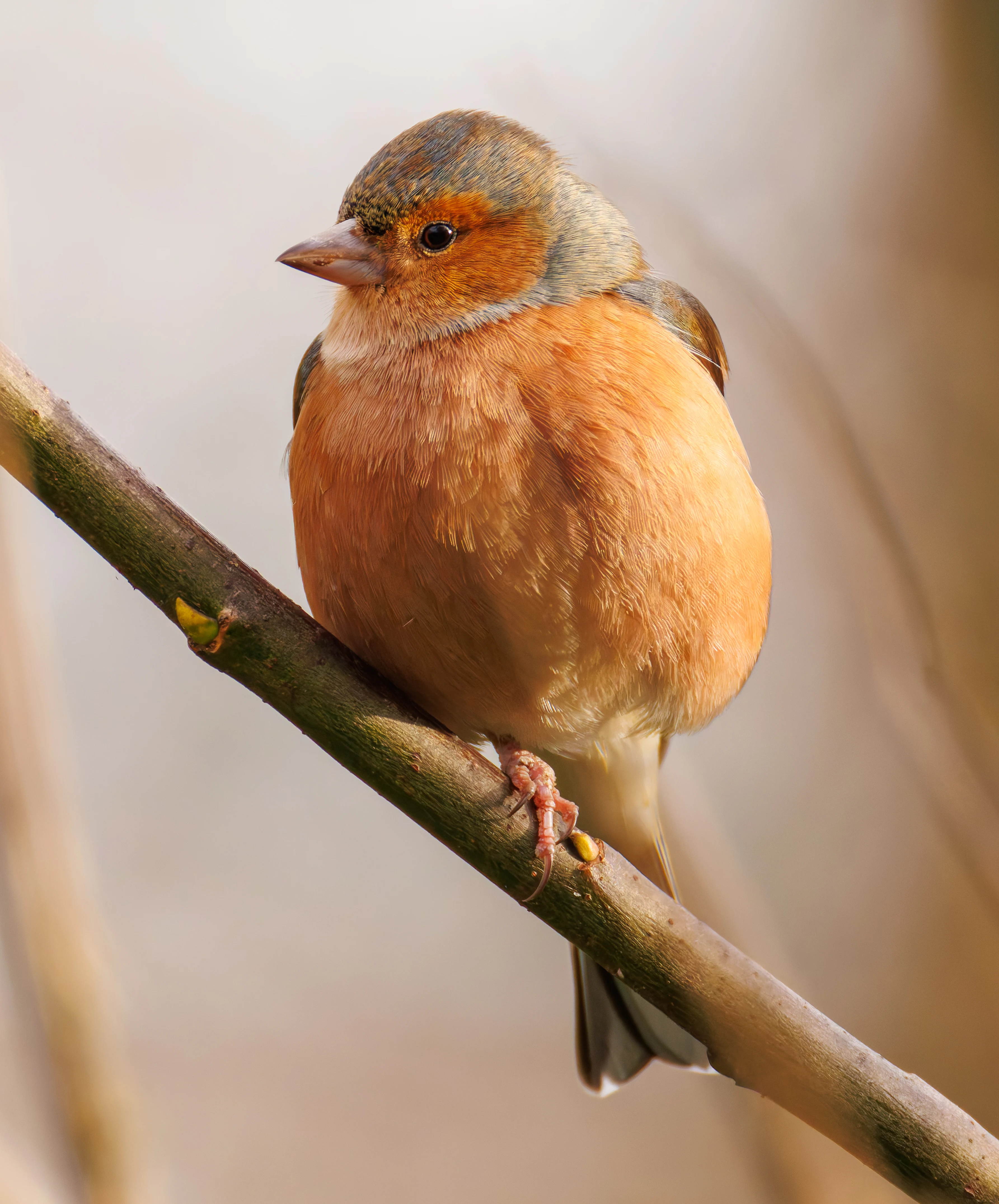 Chaffinch, Leighton Moss, UK — photo by Orlando Prugel-Bennett