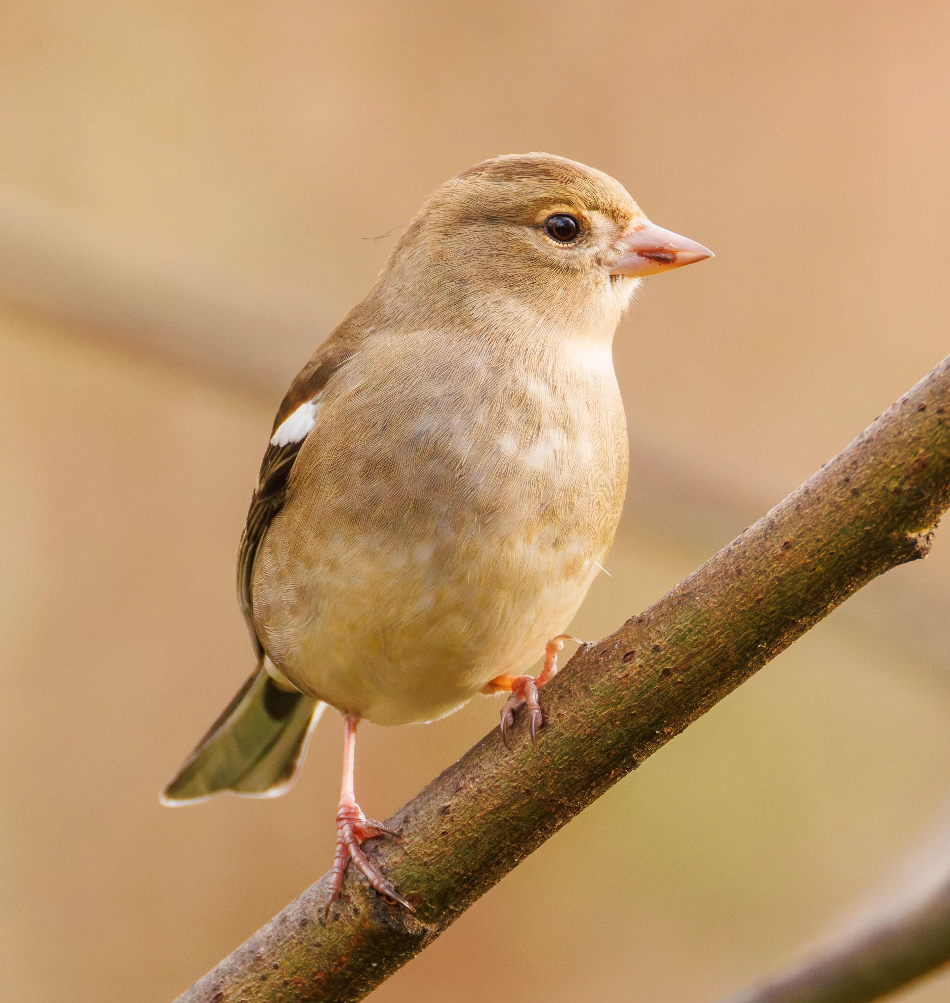 Chaffinch, Leighton Moss, UK — photo by Orlando Prugel-Bennett
