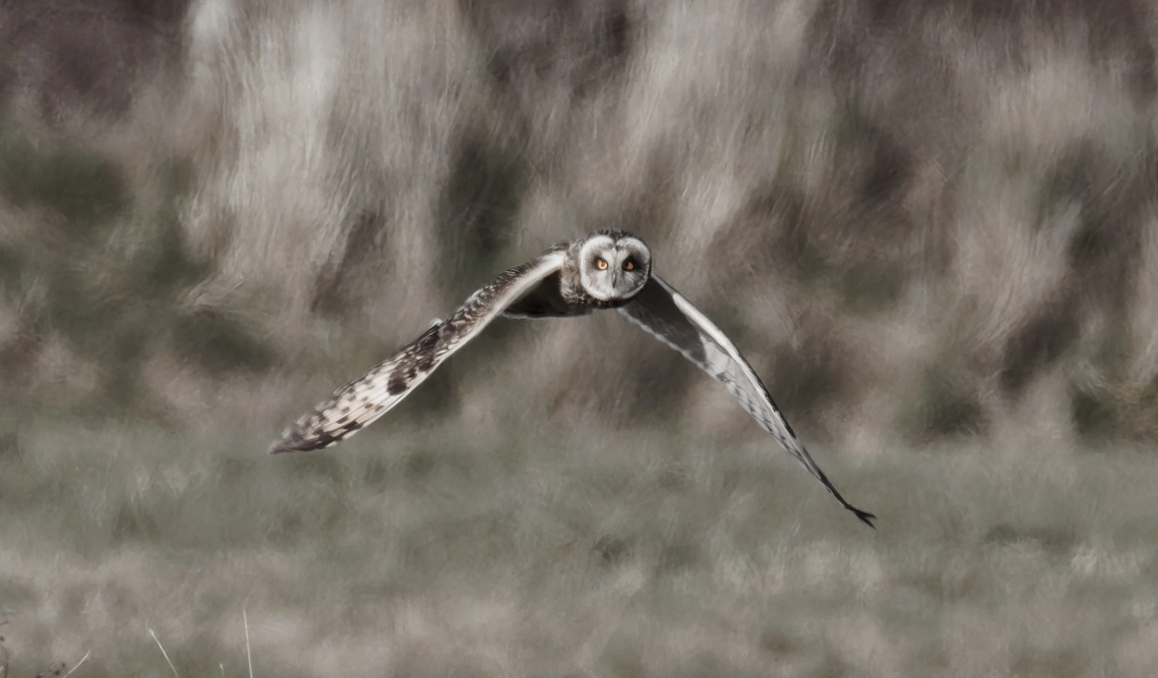 Short-eared Owl, Fleetwood, UK — photo by Orlando Prugel-Bennett