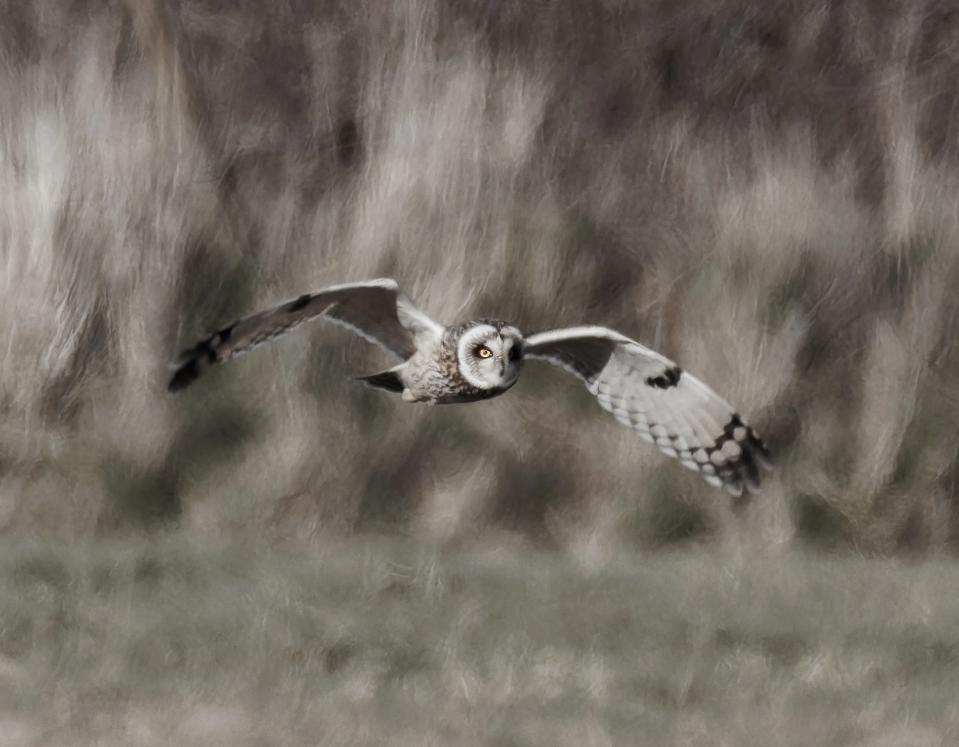 Short-Eared Owl, Fleetwood, UK — photo by Orlando Prugel-Bennett