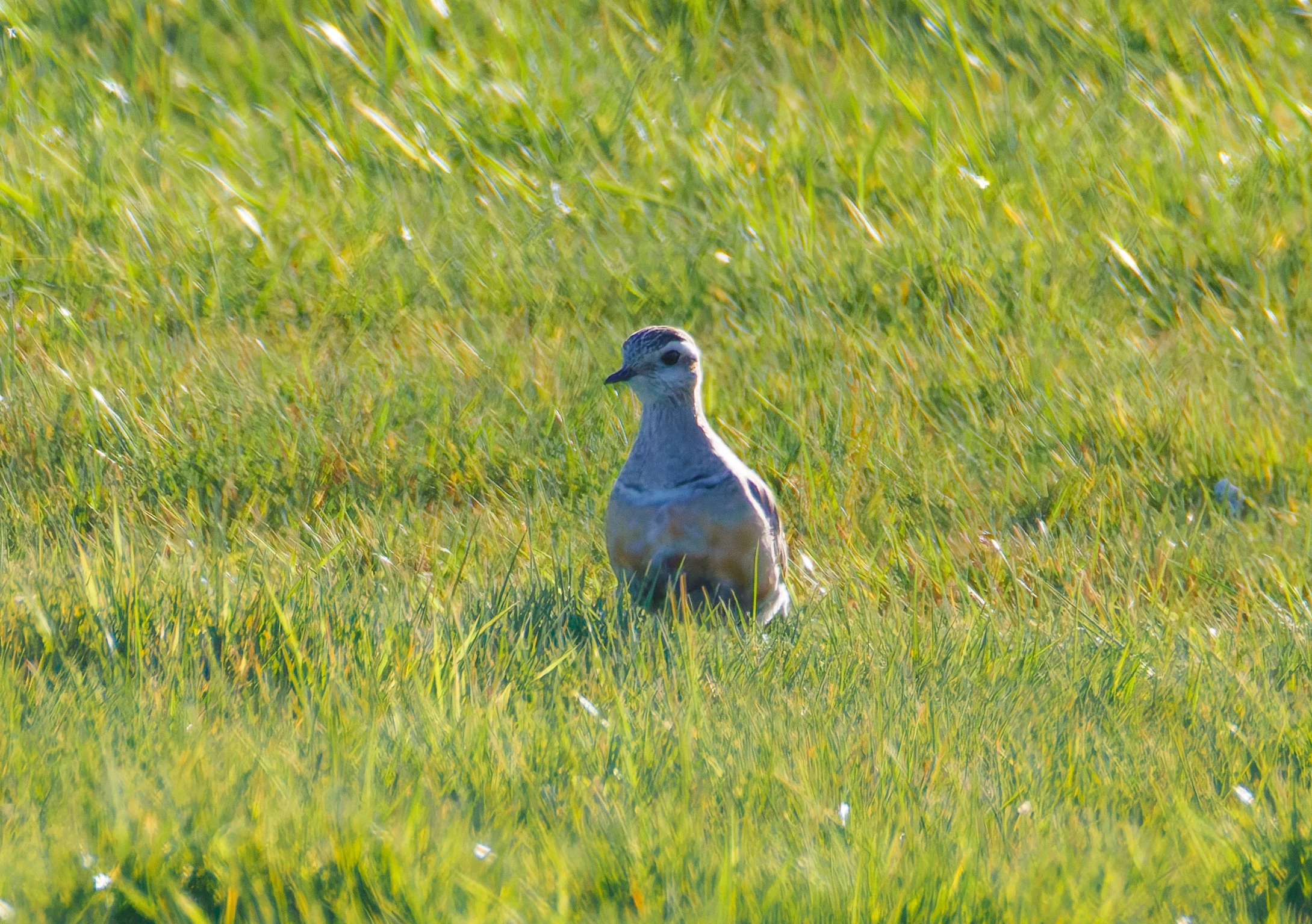 Eurasian Dotterel, Druridge Pools, Seahouses, Northumberland, UK — photo by Orlando Prugel-Bennett