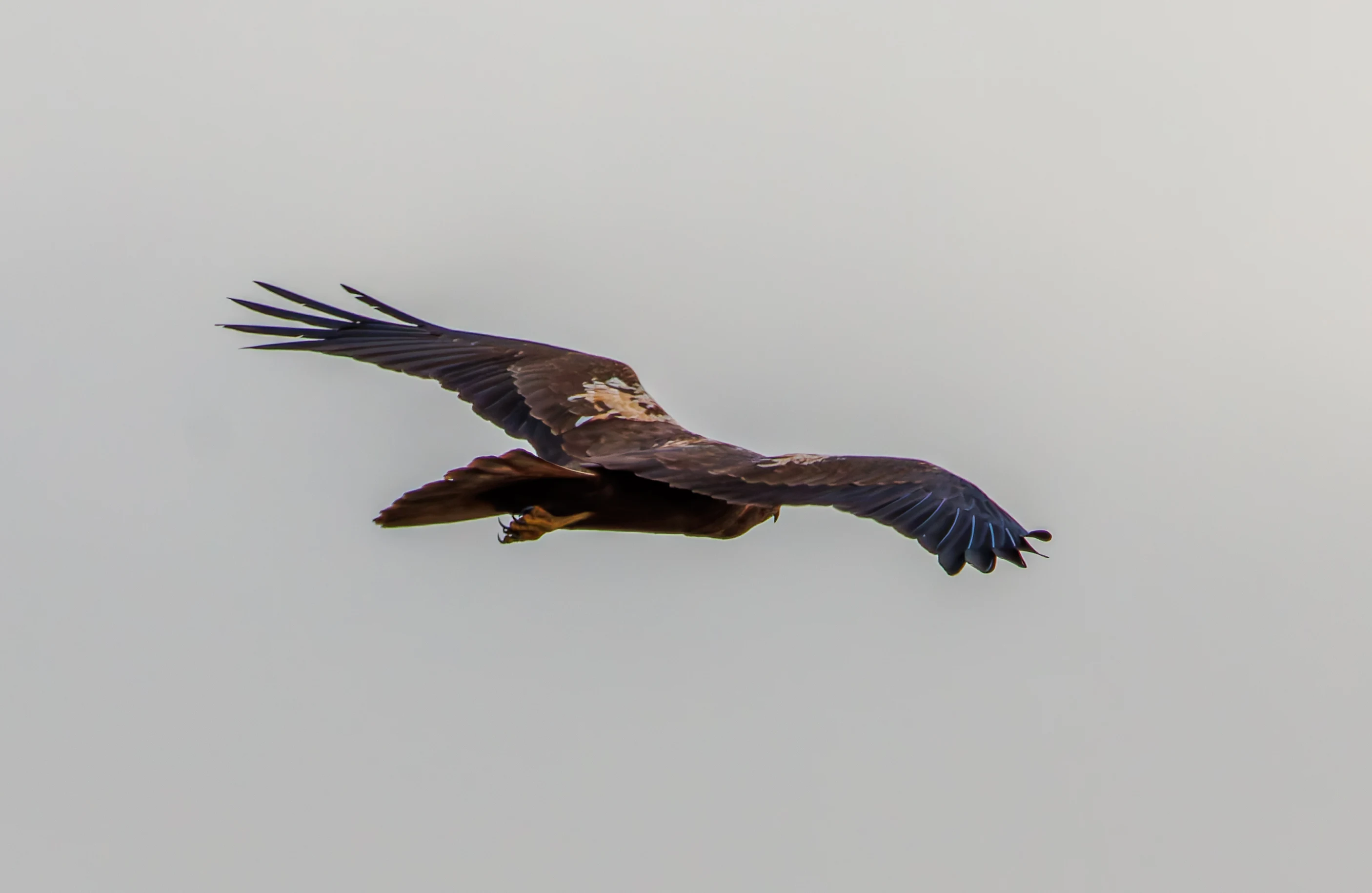 Marsh Harrier, Leighton Moss, UK — photo by Orlando Prugel-Bennett