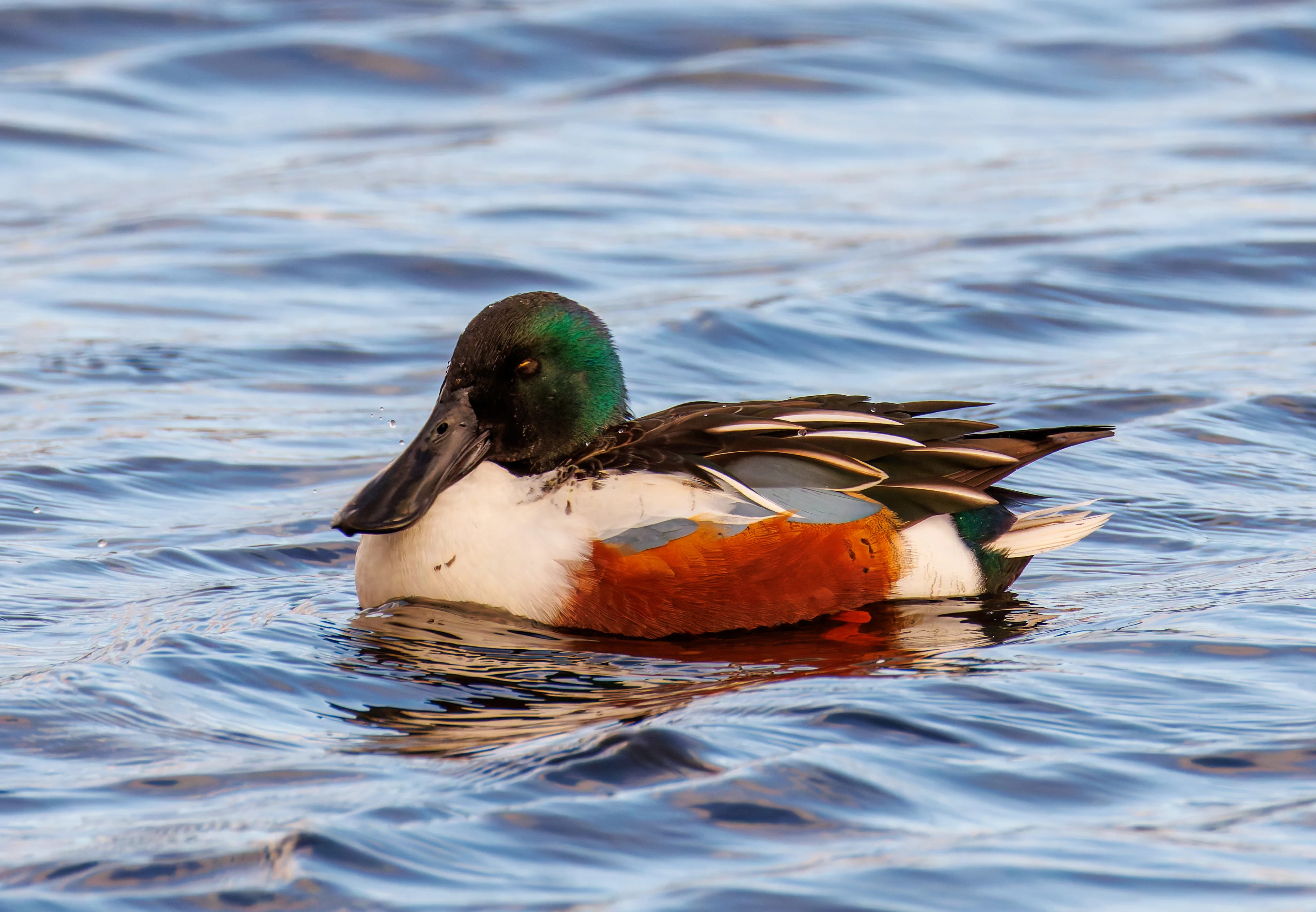 Shoveler, Leighton Moss, UK — photo by Orlando Prugel-Bennett