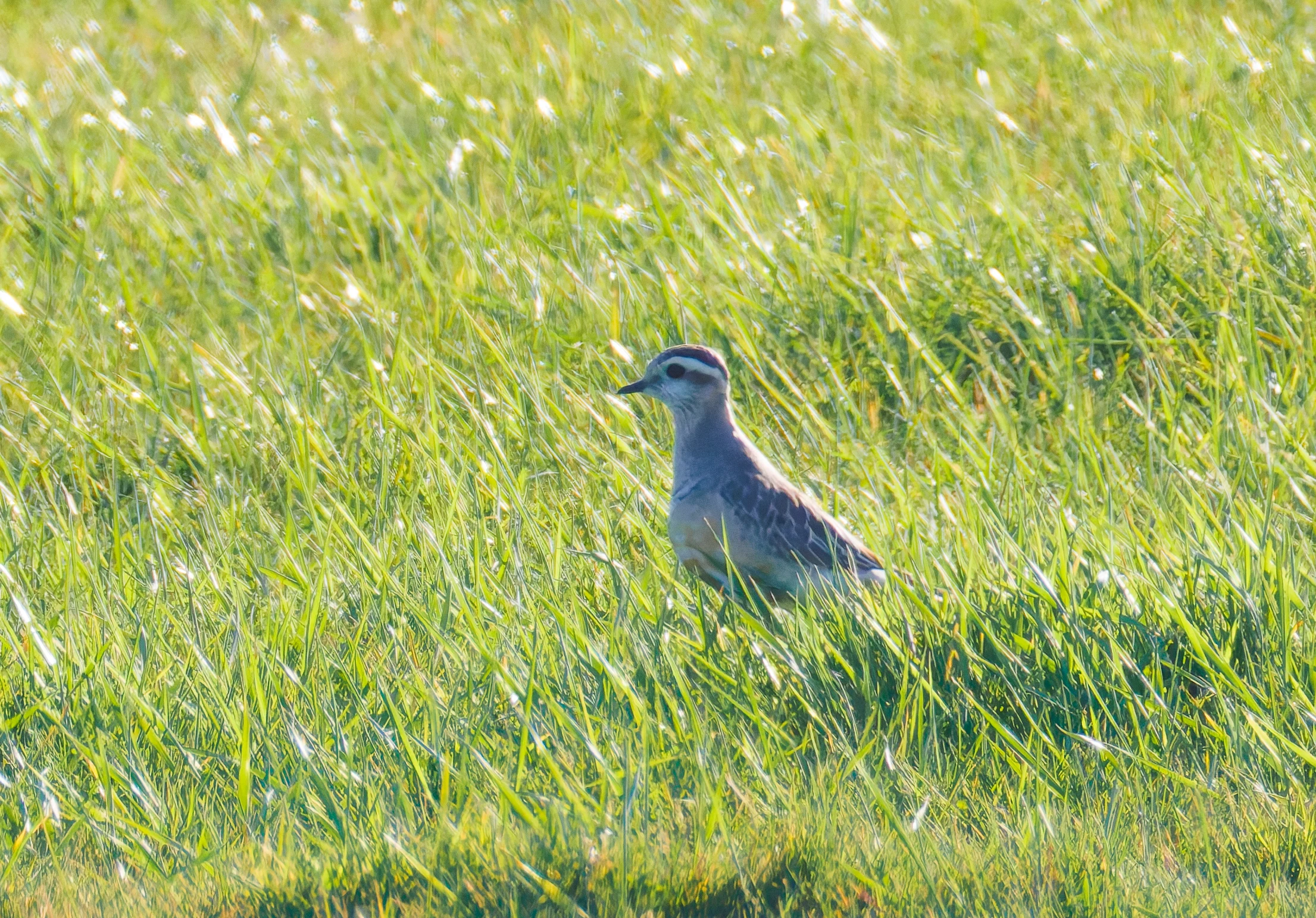 Eurasian Dotterel, Druridge Pools, Seahouses, Northumberland, UK — photo by Orlando Prugel-Bennett