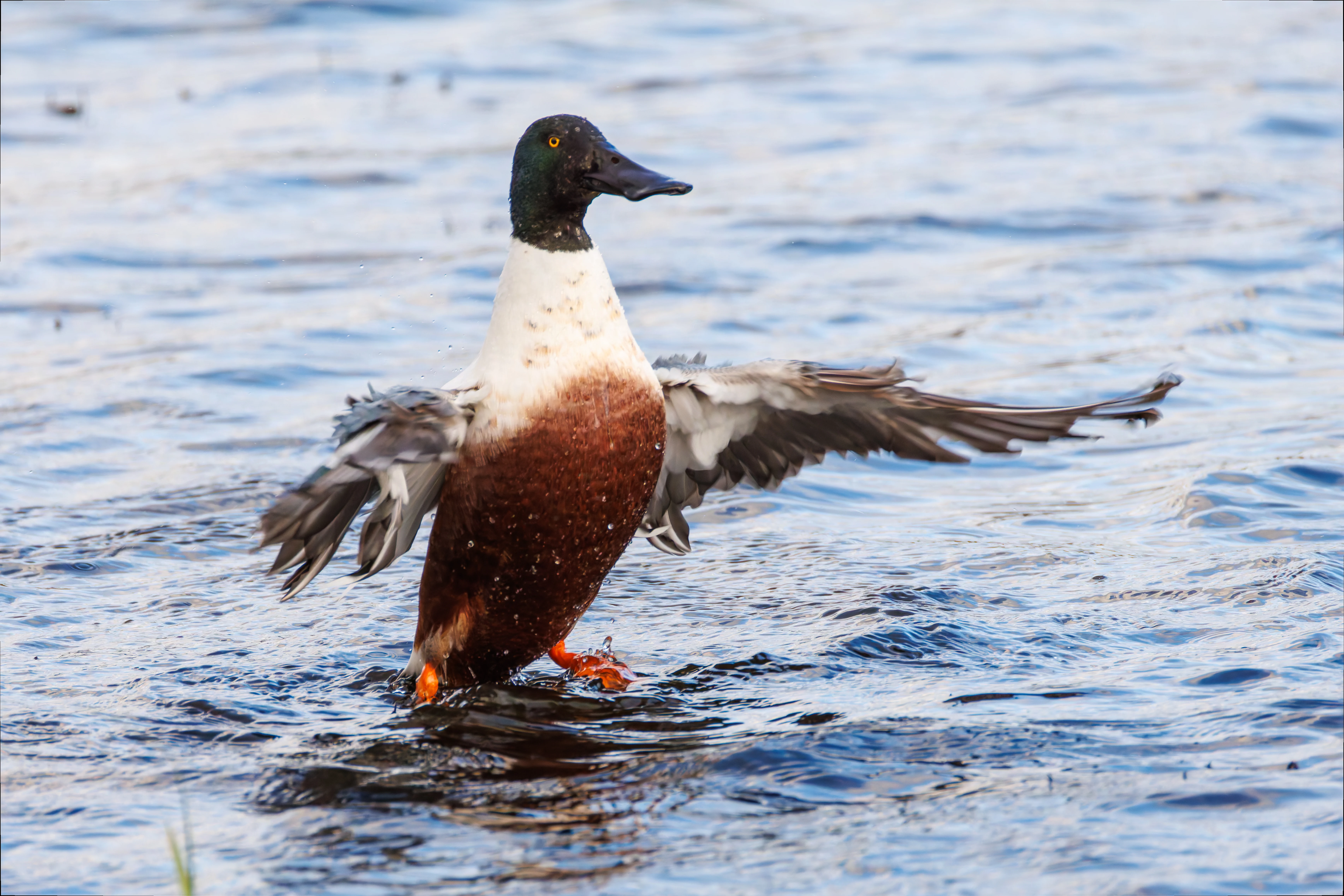 Shoveler, Leighton Moss, UK — photo by Orlando Prugel-Bennett