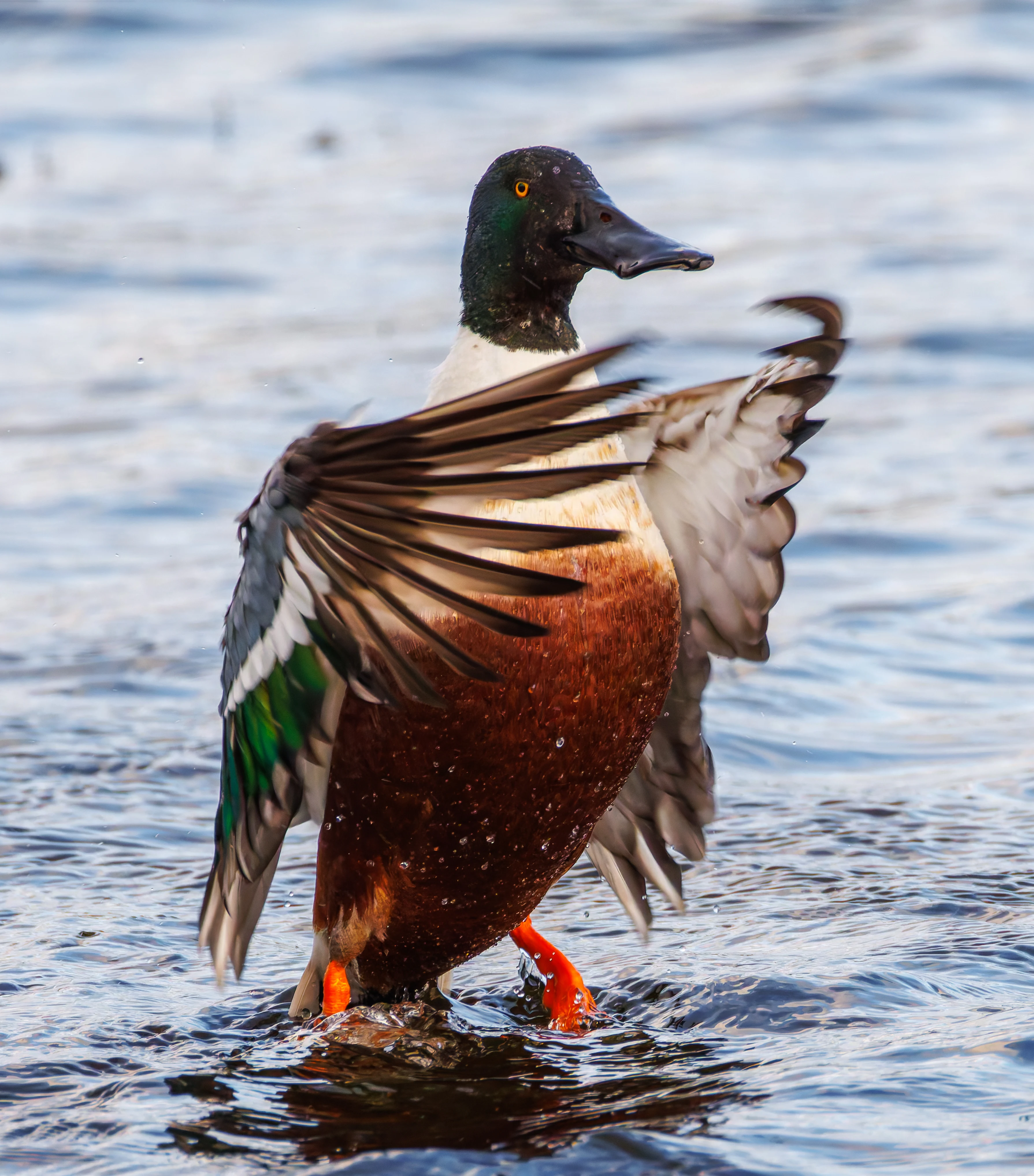 Shoveler, Leighton Moss, UK — photo by Orlando Prugel-Bennett