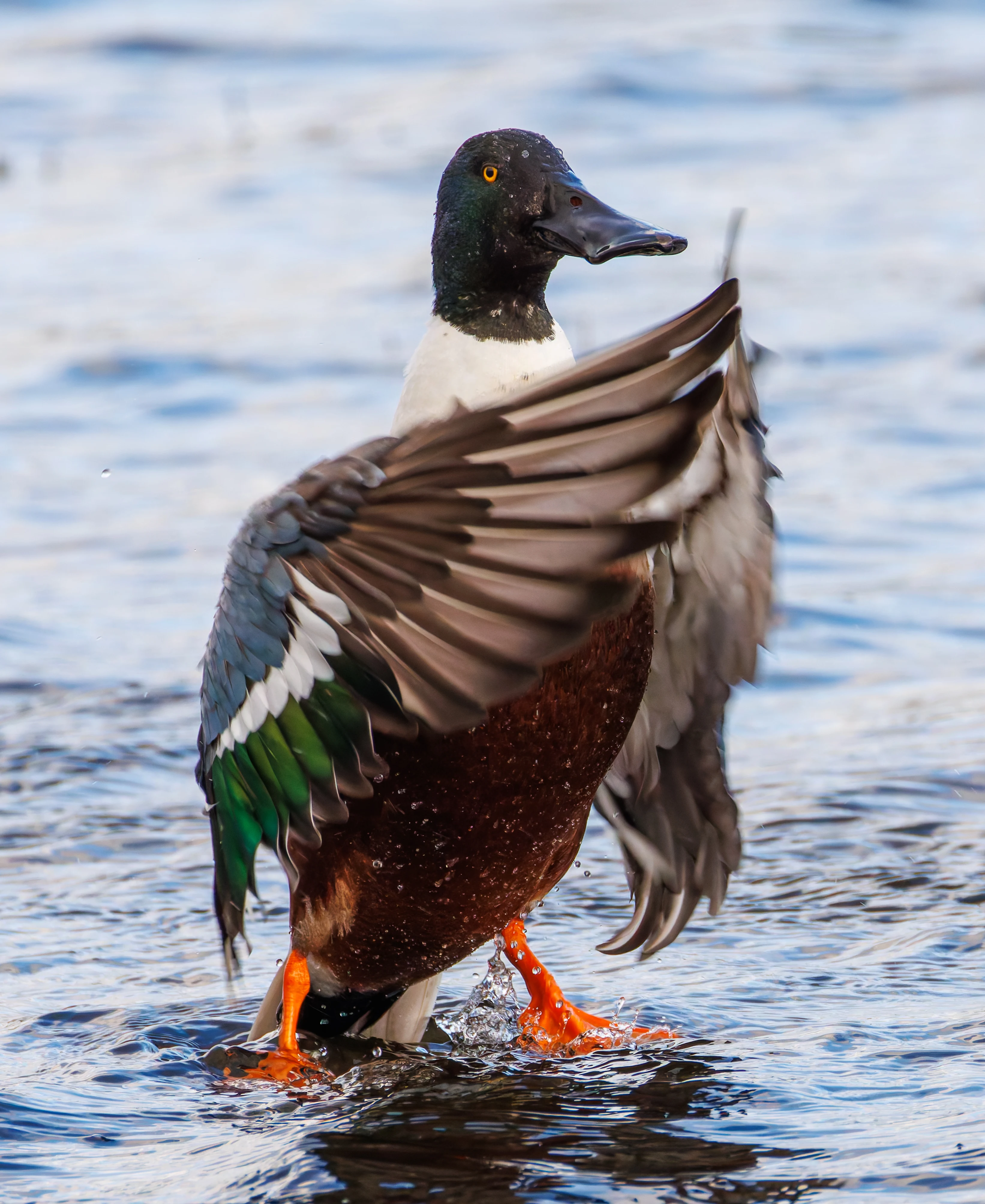 Shoveler, Leighton Moss, UK — photo by Orlando Prugel-Bennett